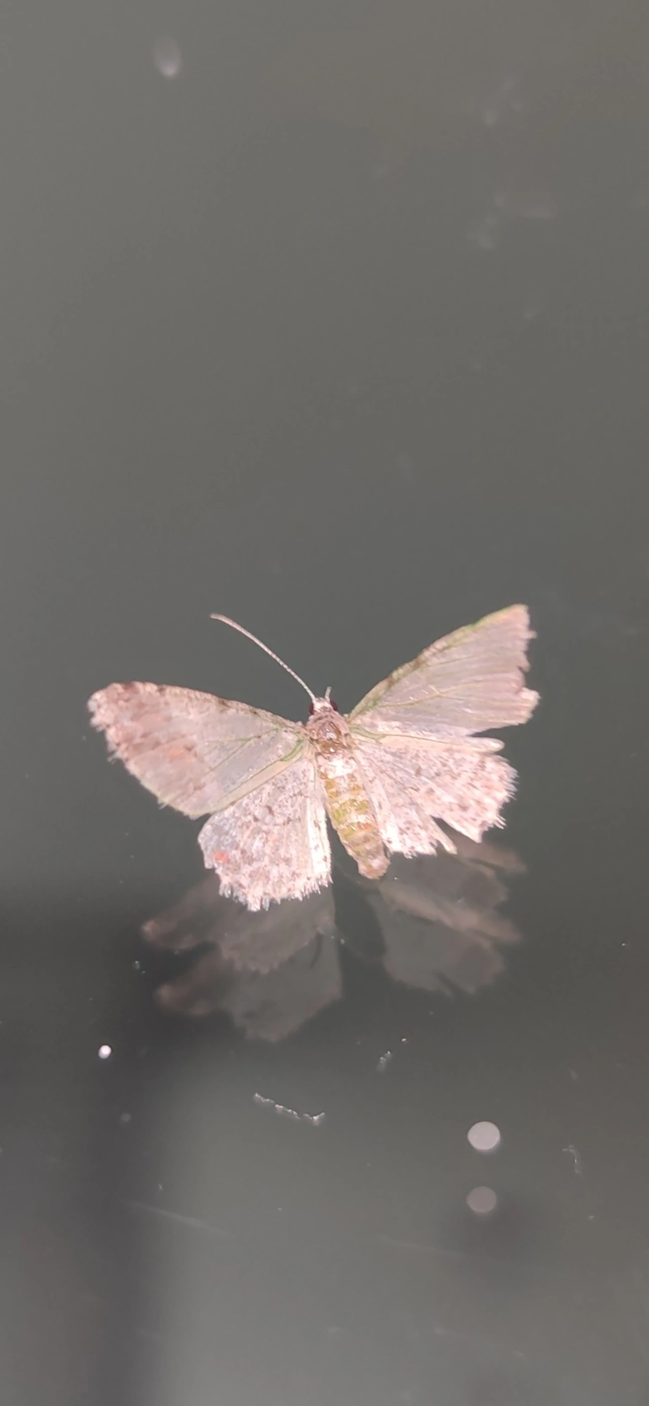Mede-palmos (Geometridae), insetos, fotografado em Maresias, São Sebastião