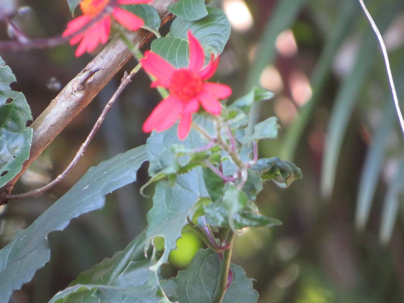 Senécio confuso (Pseudogynoxys chenopodioides), plantas, fotografado em Maresias, São Sebastião