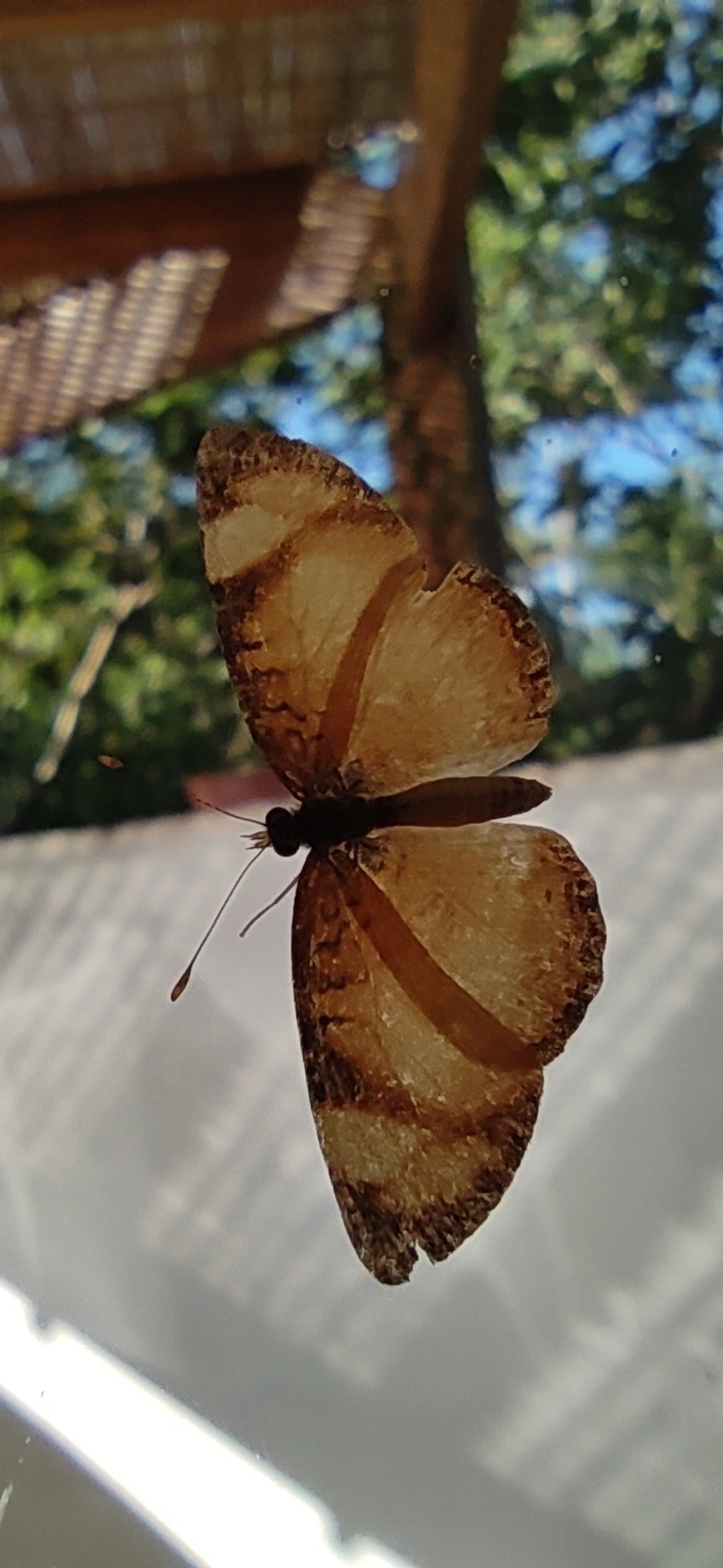 Tegosa, insetos, fotografado em Maresias, São Sebastião