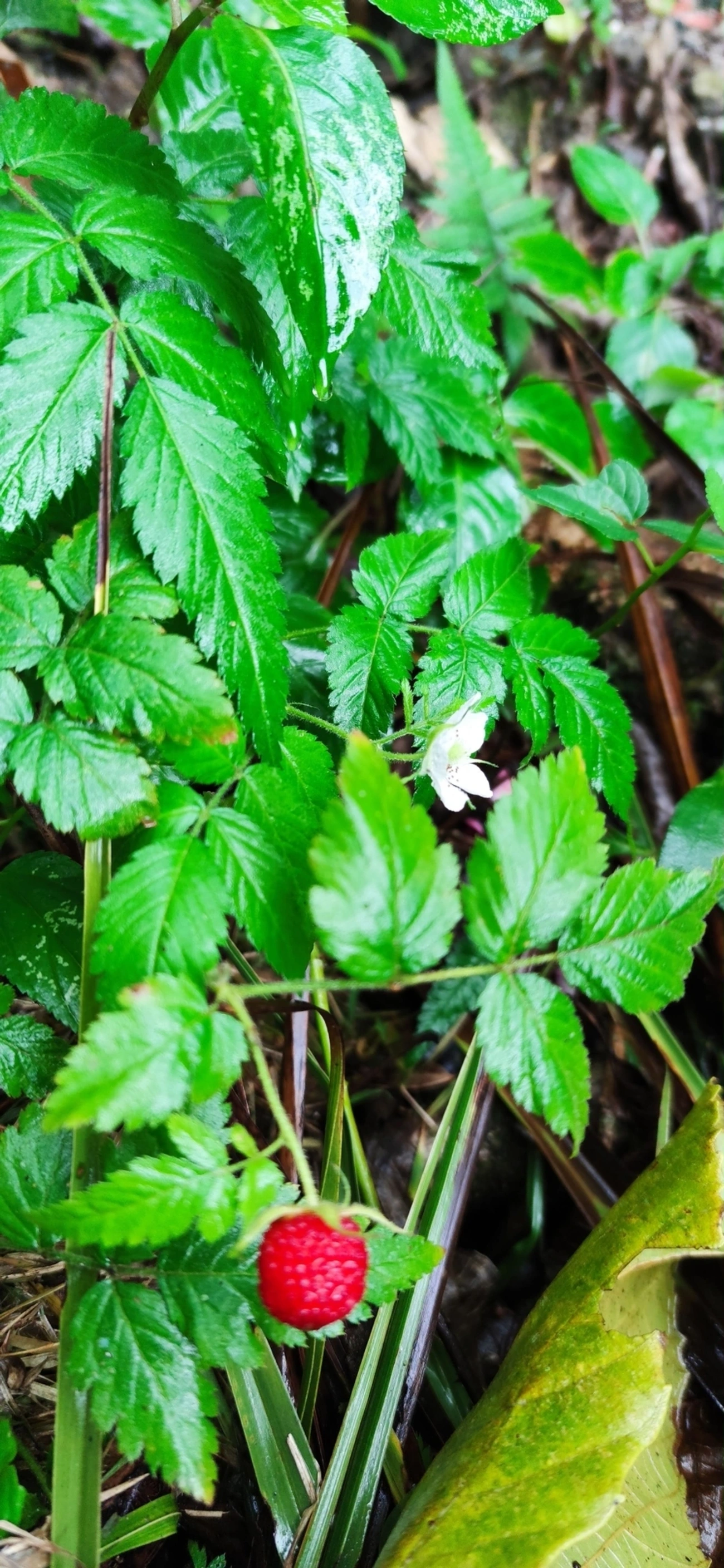 Amora-vermelha (Rubus rosifolius), plantas, fotografado em Maresias, São Sebastião