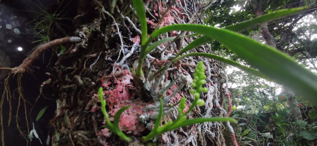 Polystachya, plantas, fotografado em Maresias, São Sebastião