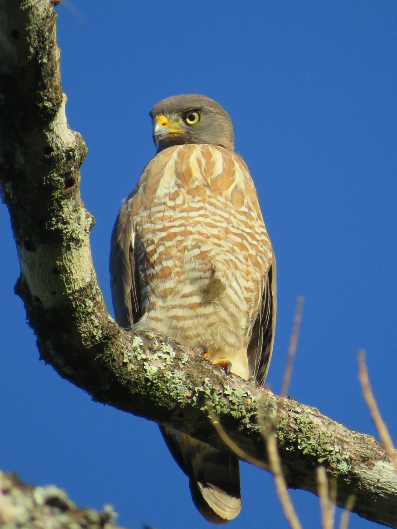 Gavião-carijó (Rupornis magnirostris), aves, fotografado em Maresias, São Sebastião