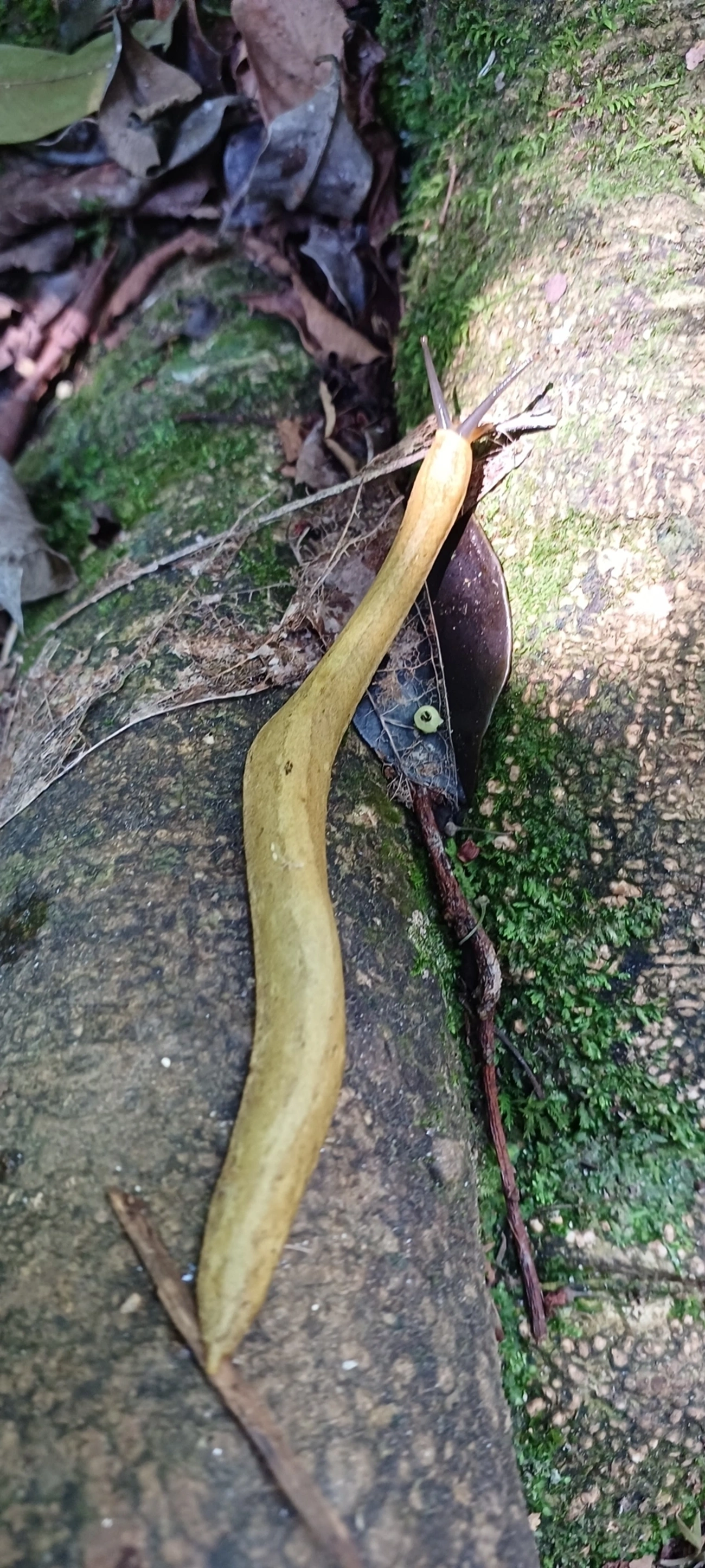 Vaginulus taunaisii, moluscos, fotografado em Maresias, São Sebastião