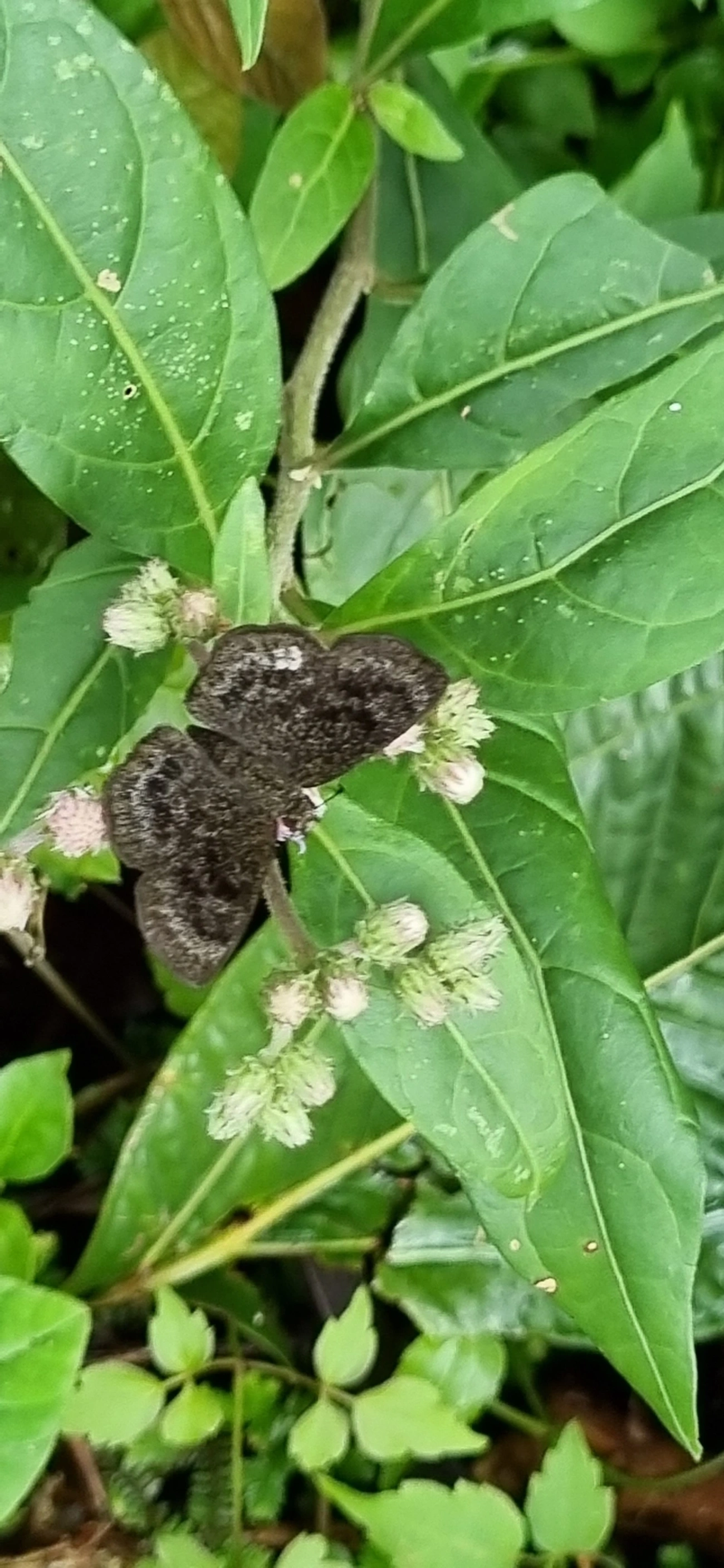 Pyrginae, insetos, fotografado em Paúba, São Sebastião