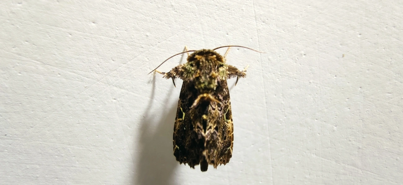 Argyrosticta decumana, insetos, fotografado em Maresias, São Sebastião