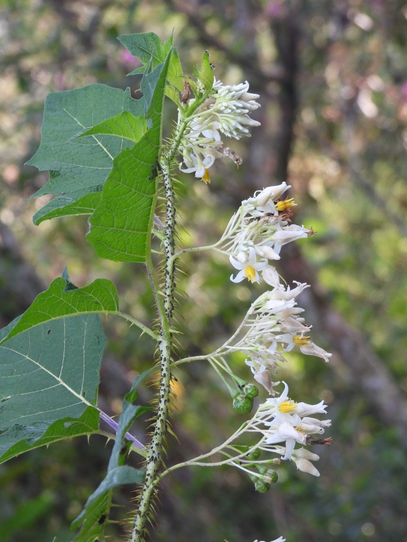 Batatas (Solanum), plantas, fotografado em Queluz
