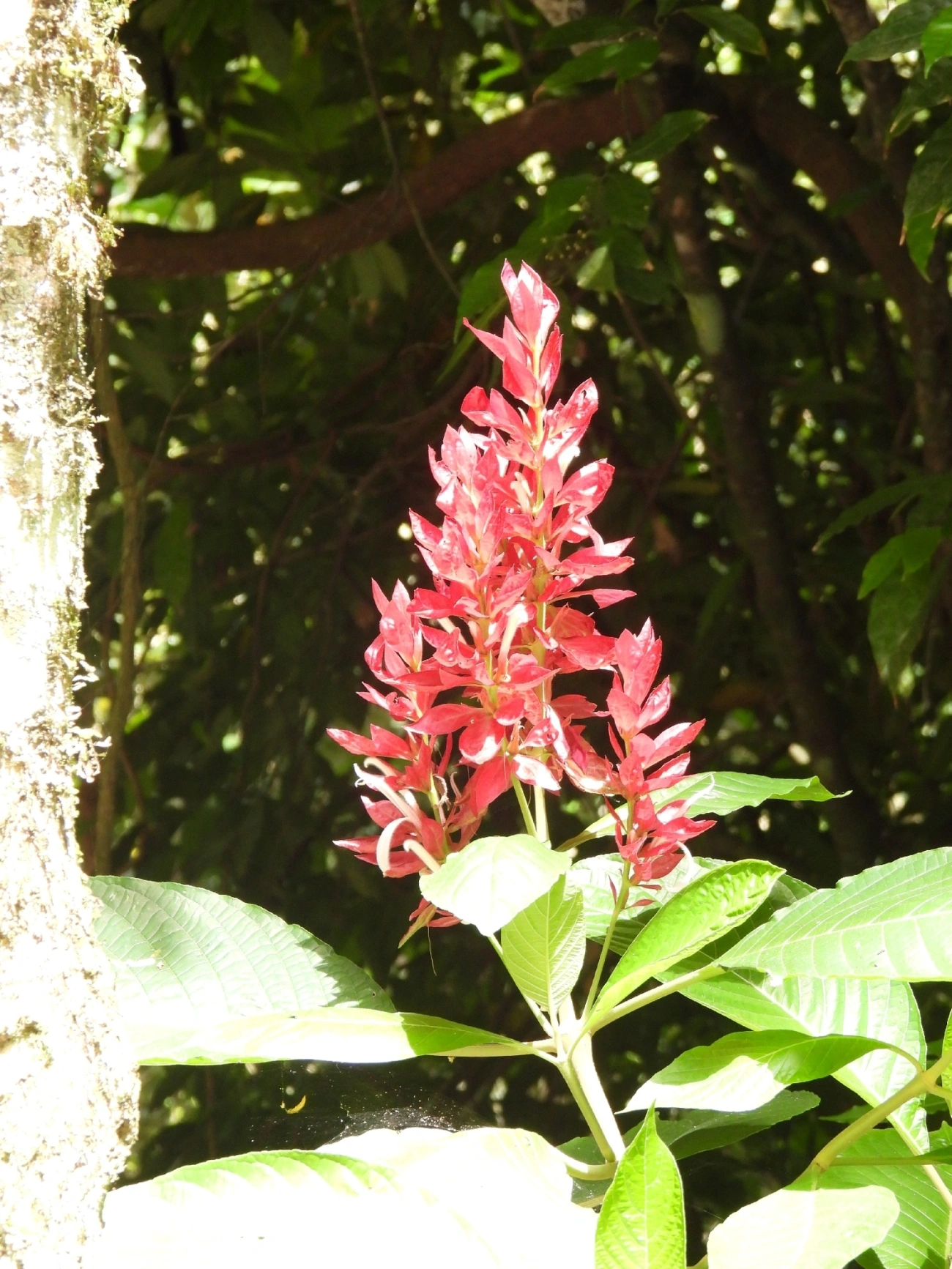 Justicia-vermelha (Megaskepasma erythrochlamys), plantas, fotografado em Maresias, São Sebastião