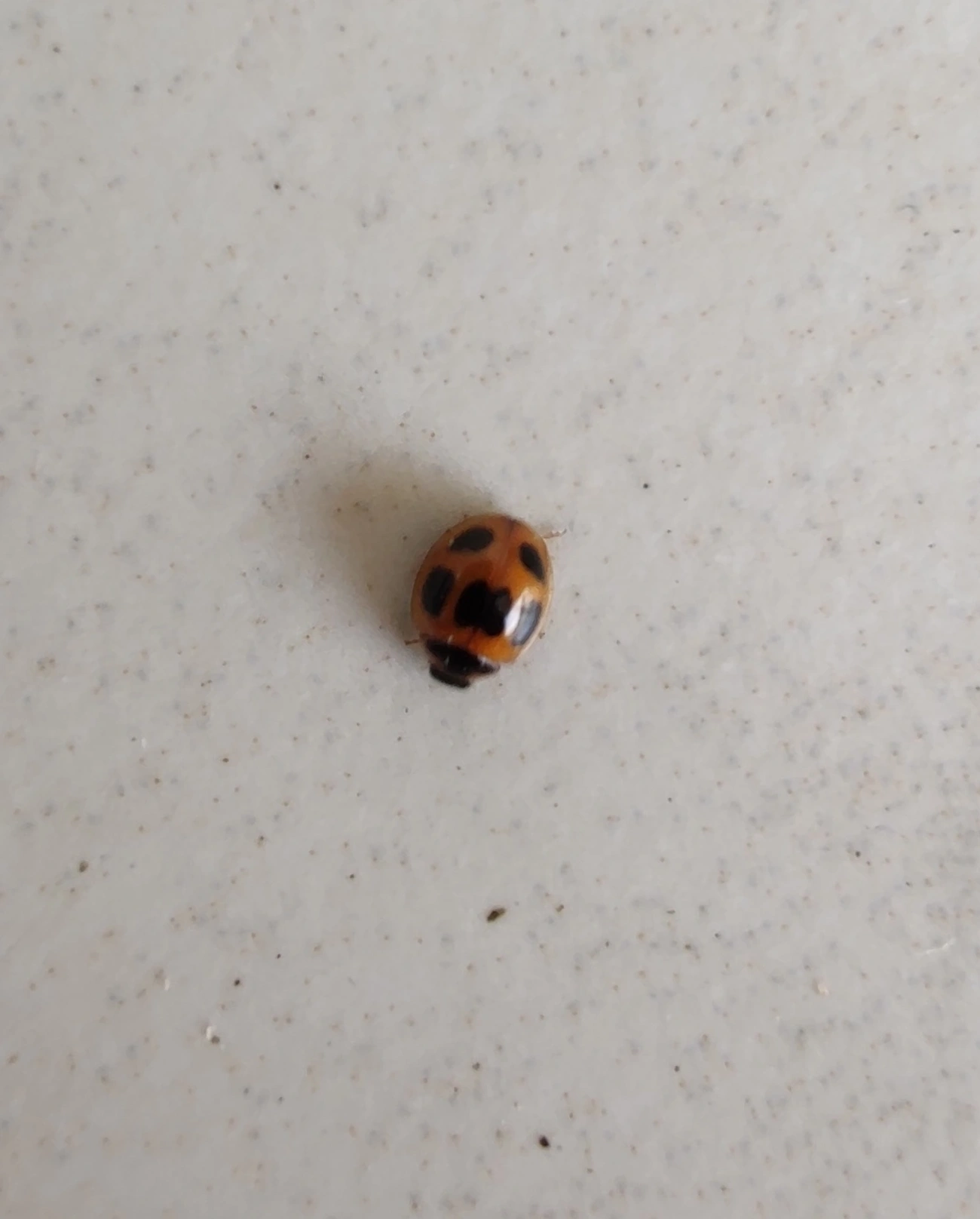 Zagreus jordani, insetos, fotografado em Maresias, São Sebastião
