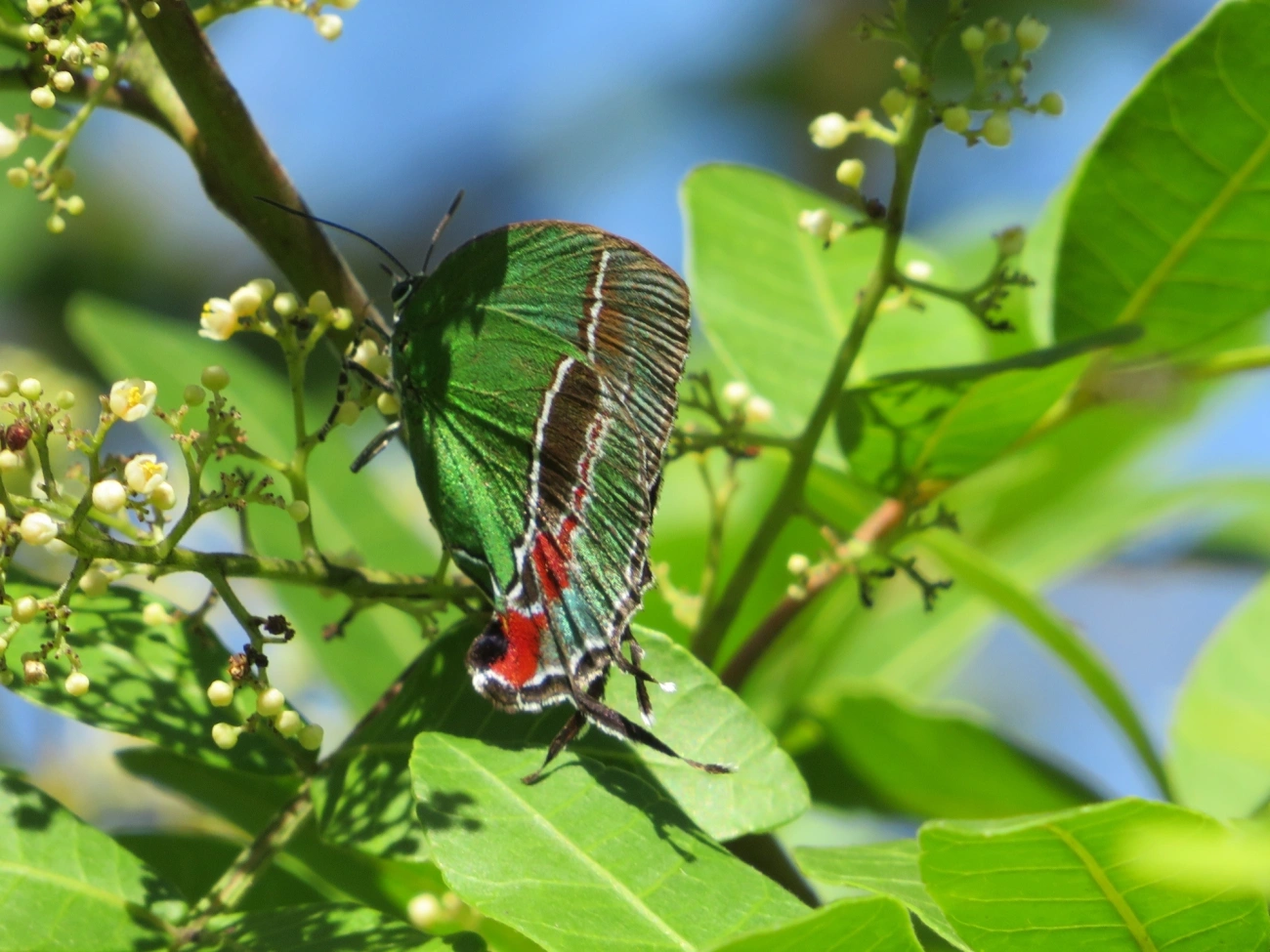 Cabeludinha-de-Bates (Evenus batesii), insetos, fotografado em Maresias, São Sebastião