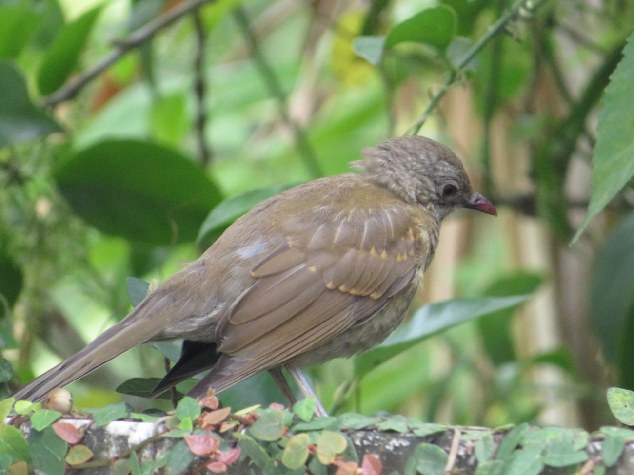 Sabiá-barranco (Turdus leucomelas), aves, fotografado em Maresias, São Sebastião