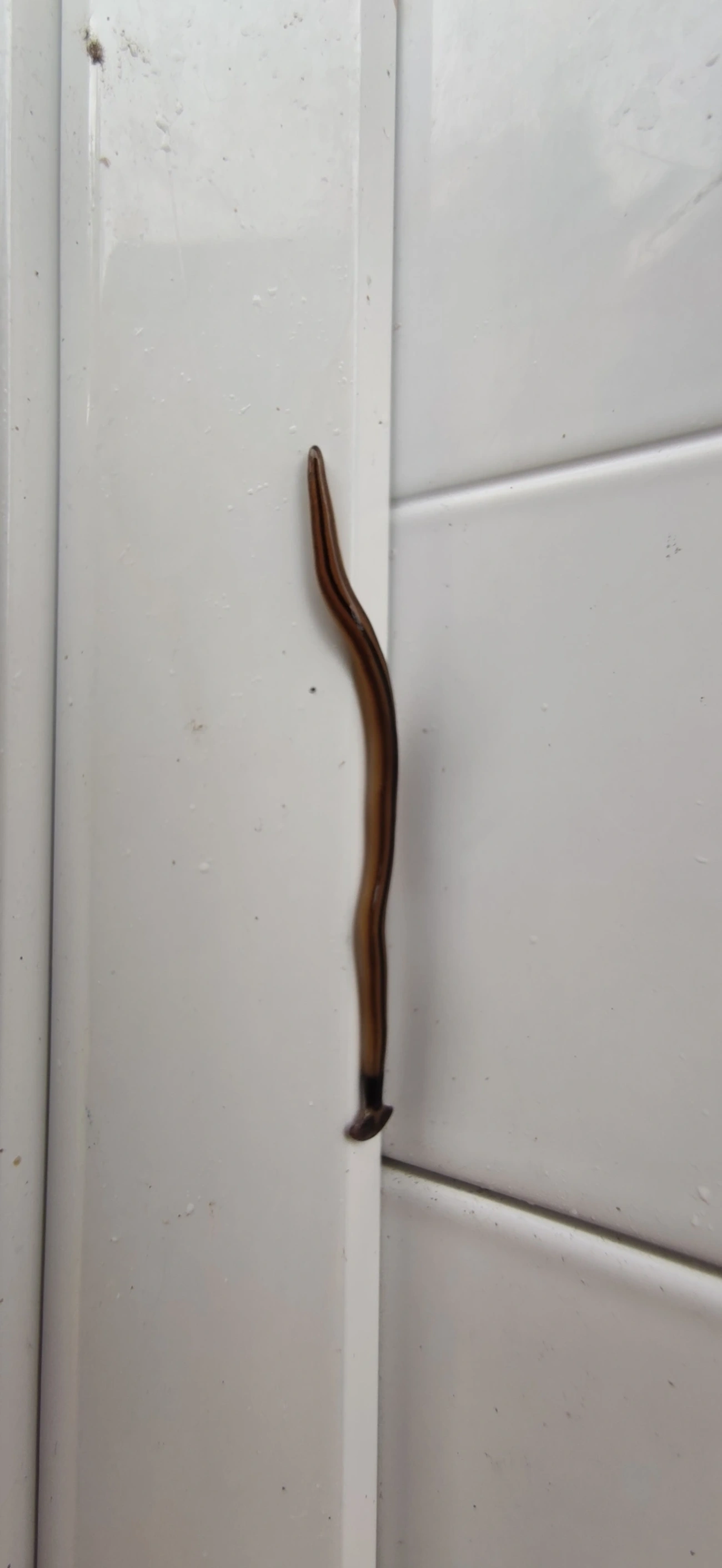 Planária-cabeça-de-martelo (Bipalium vagum), outros, fotografado em Maresias, São Sebastião