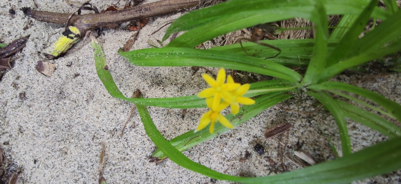 Tiririca-de-Flor-Amarela (Hypoxis decumbens), plantas, fotografado em Paúba, São Sebastião