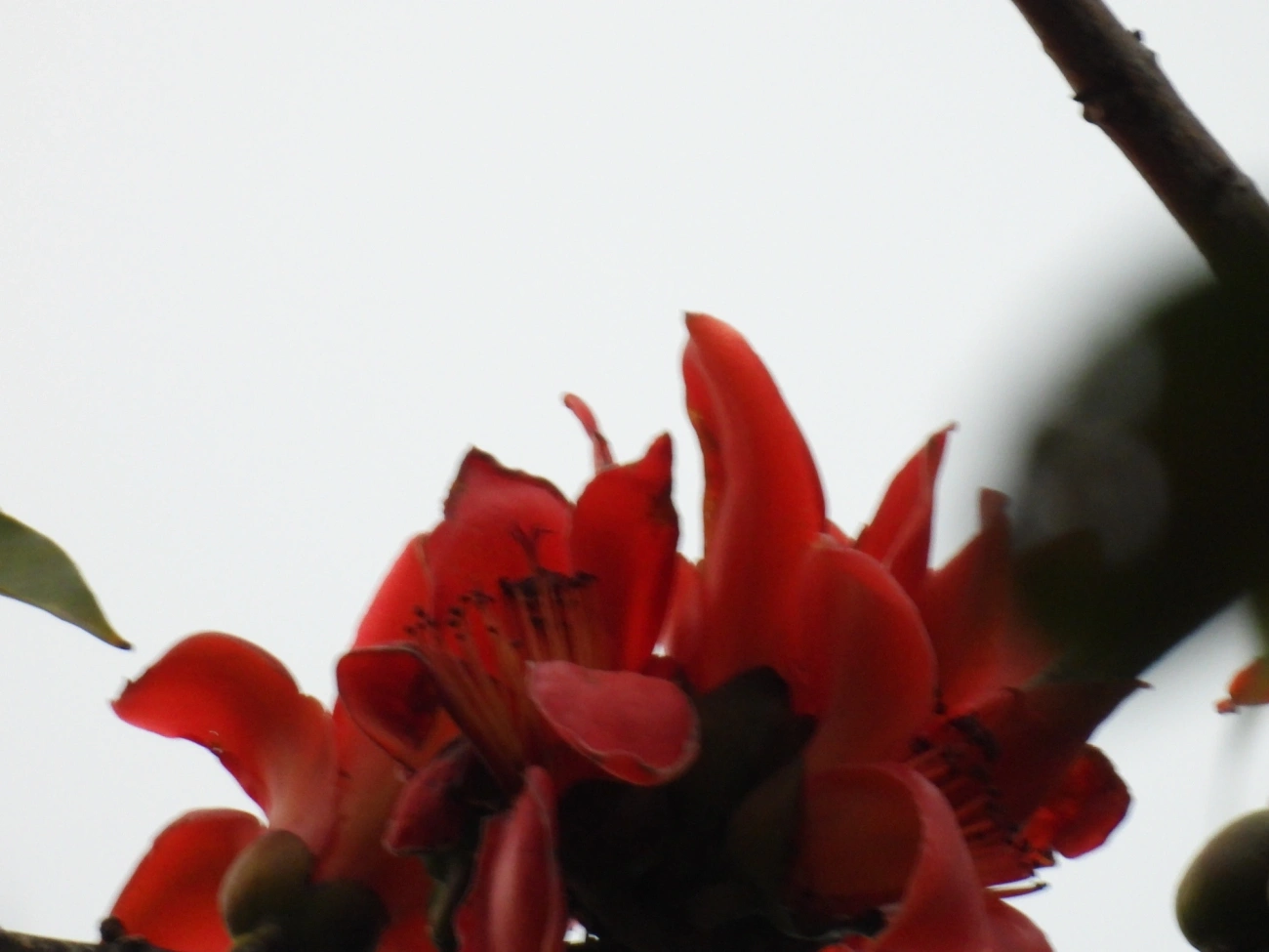 Paineira-vermelha (Bombax ceiba), plantas, fotografado em Maresias, São Sebastião