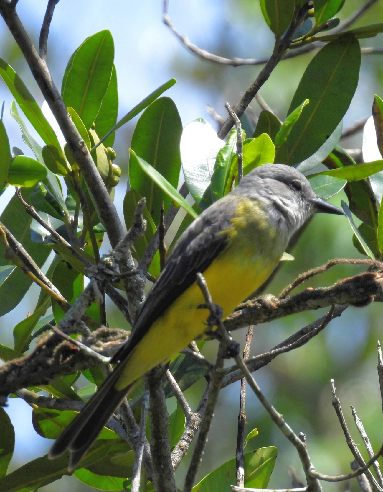 Suiriri (Tyrannus melancholicus), aves, fotografado em Maresias, São Sebastião