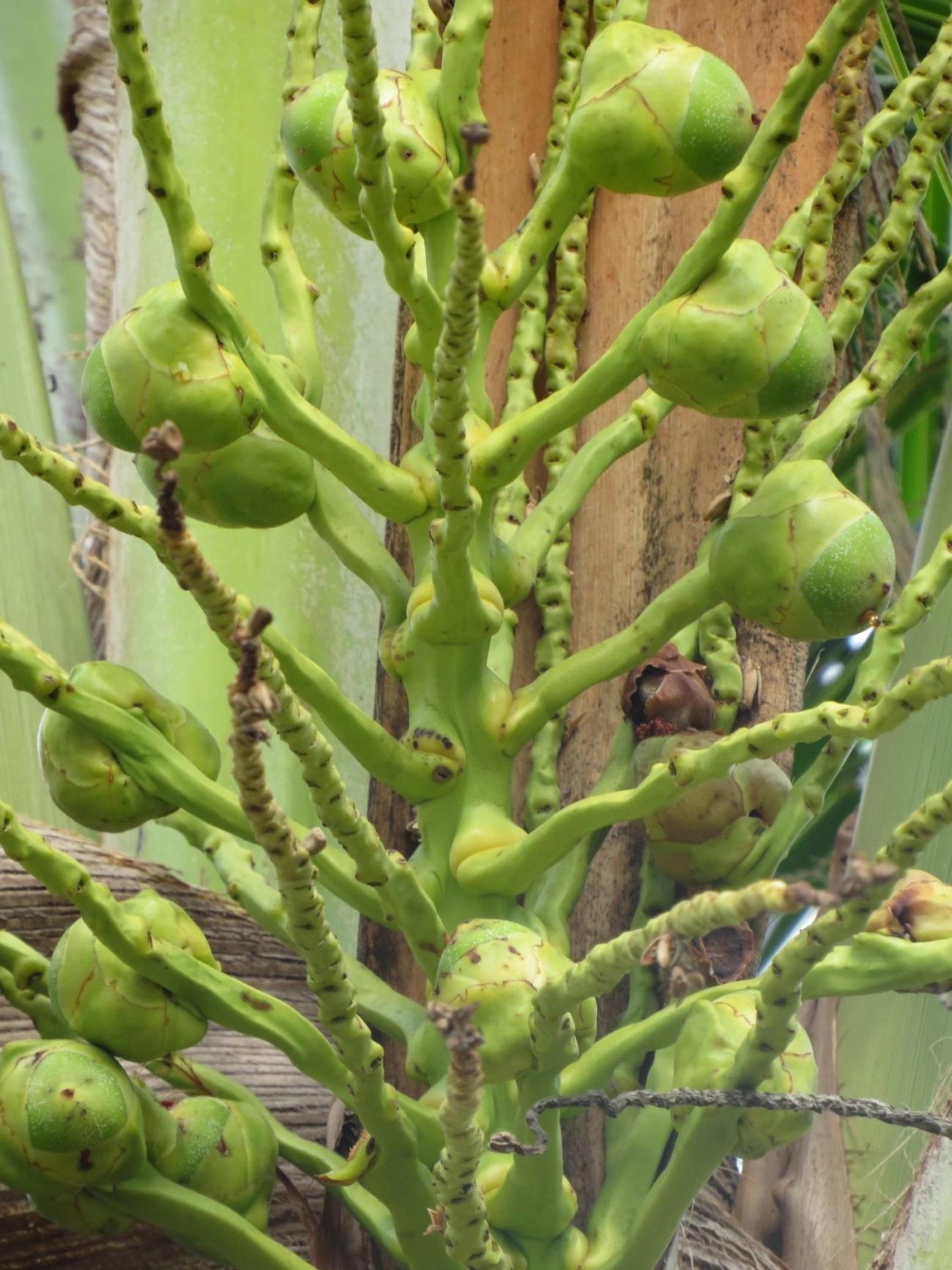 Coqueiro (Cocos nucifera), plantas, fotografado em Maresias, São Sebastião