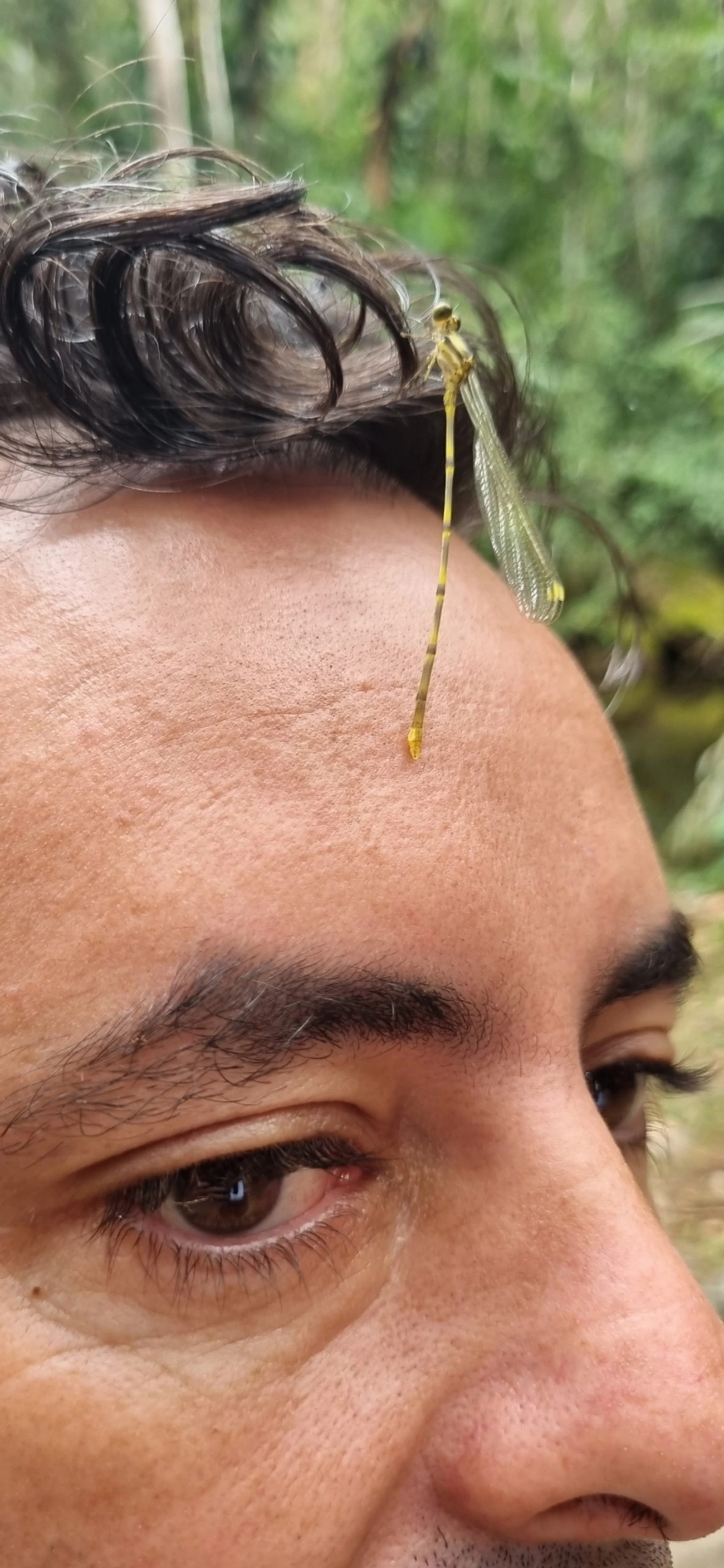 Heteragrion, insetos, fotografado em Rio do Ouro, Caraguatatuba