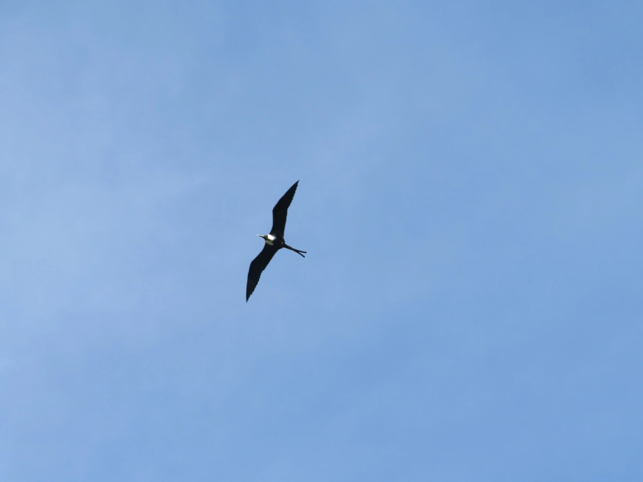 Fragata-comum (Fregata magnificens), aves, fotografado em Maresias, São Sebastião