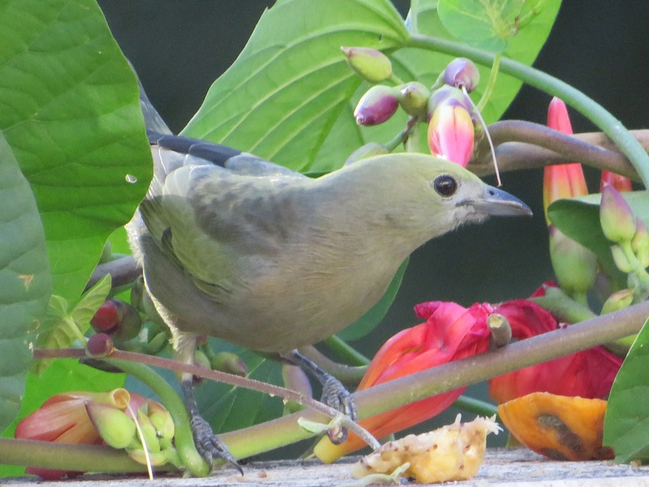 Sanhaço-do-coqueiro (Thraupis palmarum), aves, fotografado em Maresias, São Sebastião
