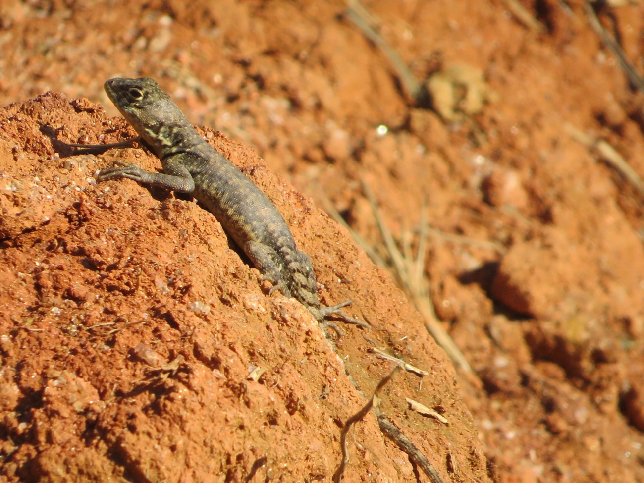 Calango (Tropidurus torquatus), répteis, fotografado em Maresias, São Sebastião