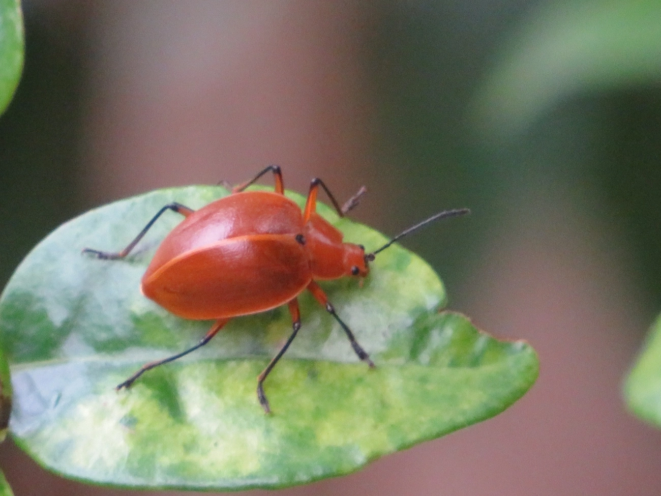 Besouro-clicador (Ellipticus testaceus), insetos, fotografado em Maresias, São Sebastião