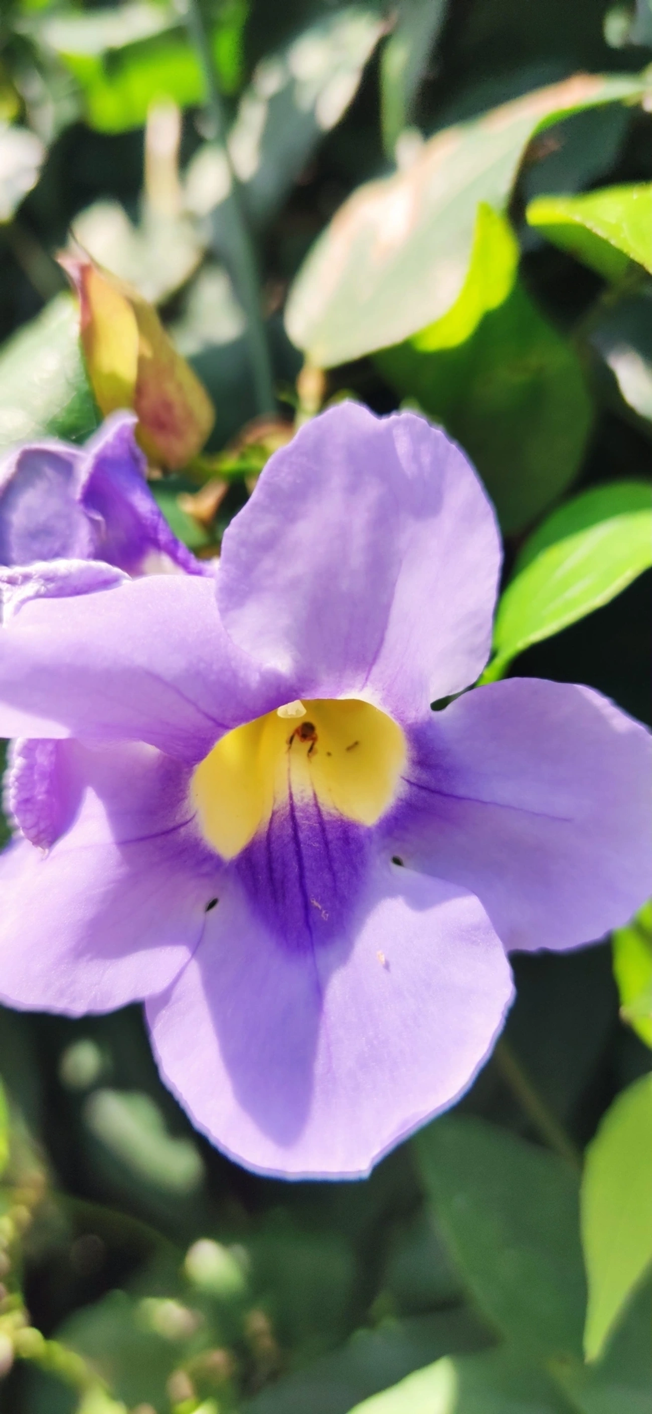 Tumbérgia-azul (Thunbergia grandiflora), plantas, fotografado em Maresias, São Sebastião