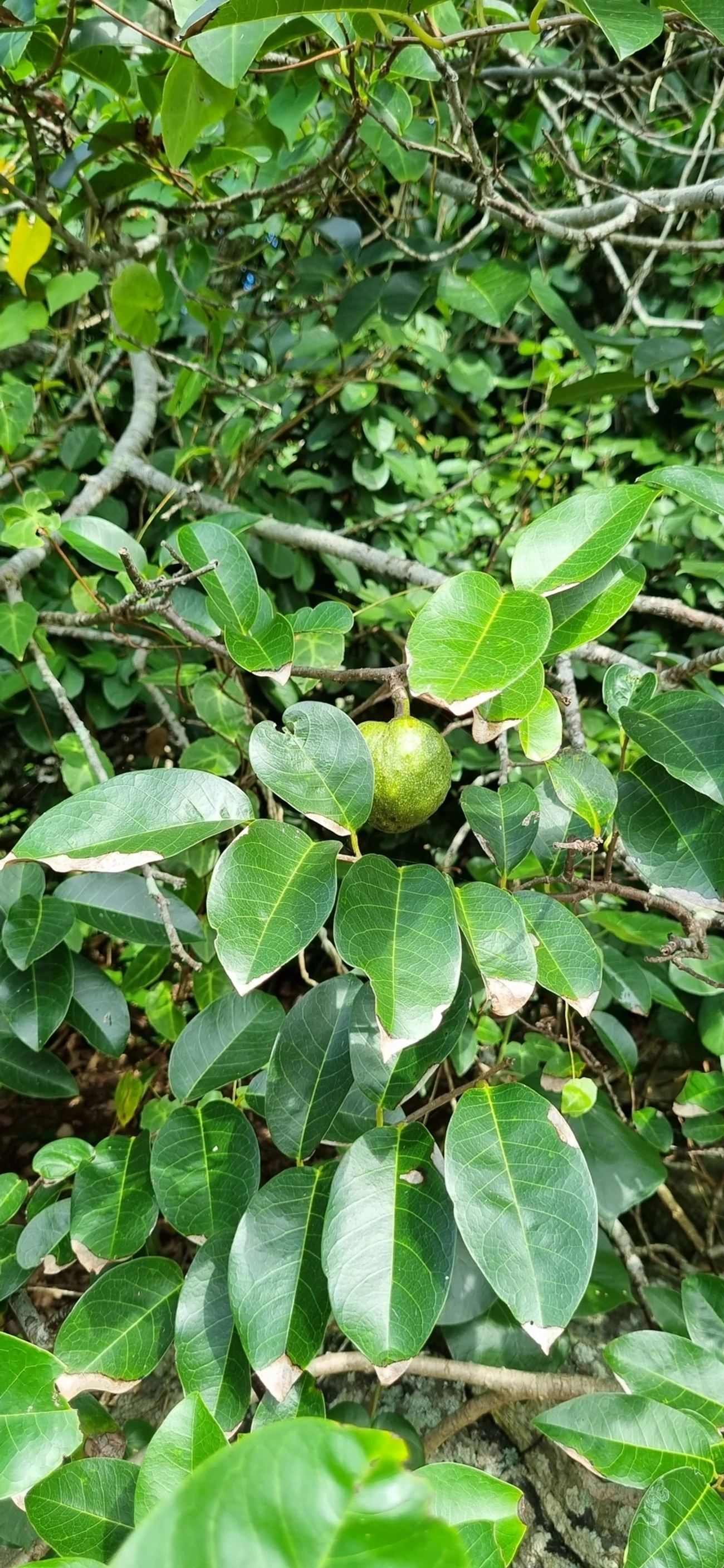 Araticum-do-brejo (Annona glabra), plantas, fotografado em Maresias, São Sebastião