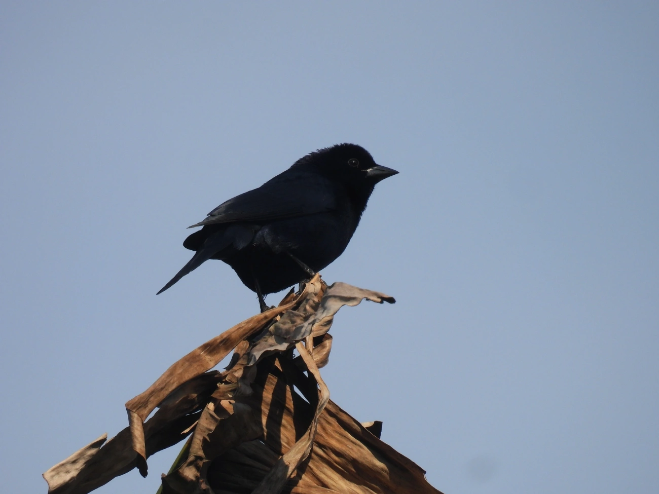 Chupim (Molothrus bonariensis), aves, fotografado em Boiçucanga, São Sebastião