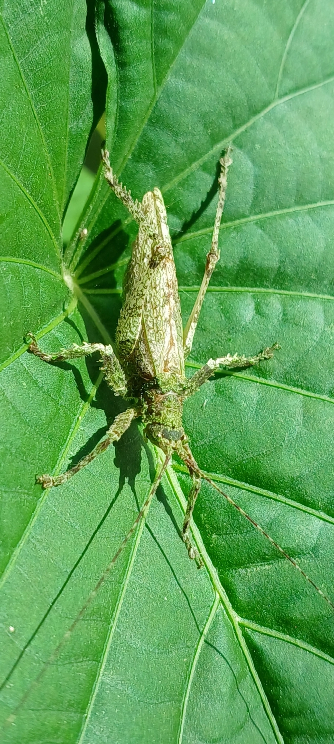 Anonistus, insetos, fotografado em Maresias, São Sebastião