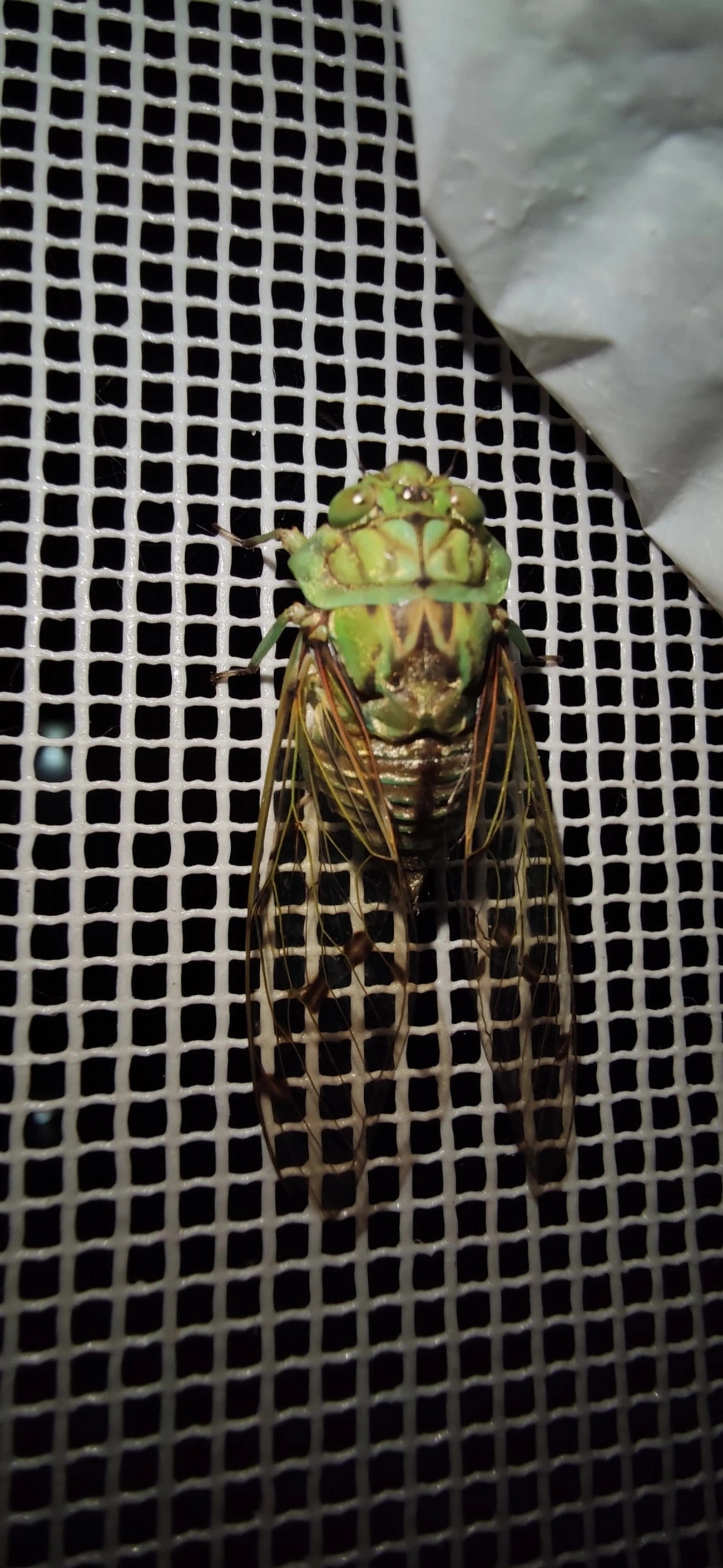 Cigarra-verde (Zammara tympanum), insetos, fotografado em Maresias, São Sebastião