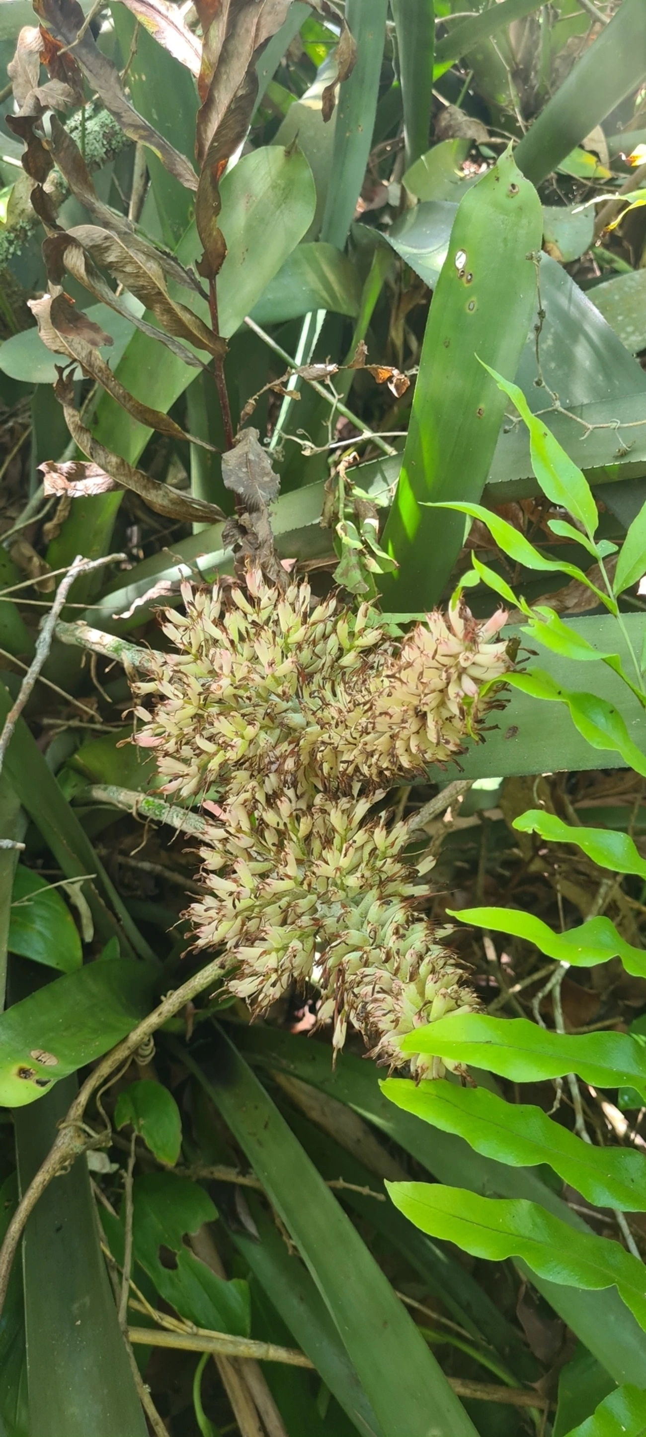 Gravata (Aechmea coelestis), plantas, fotografado em Maresias, São Sebastião