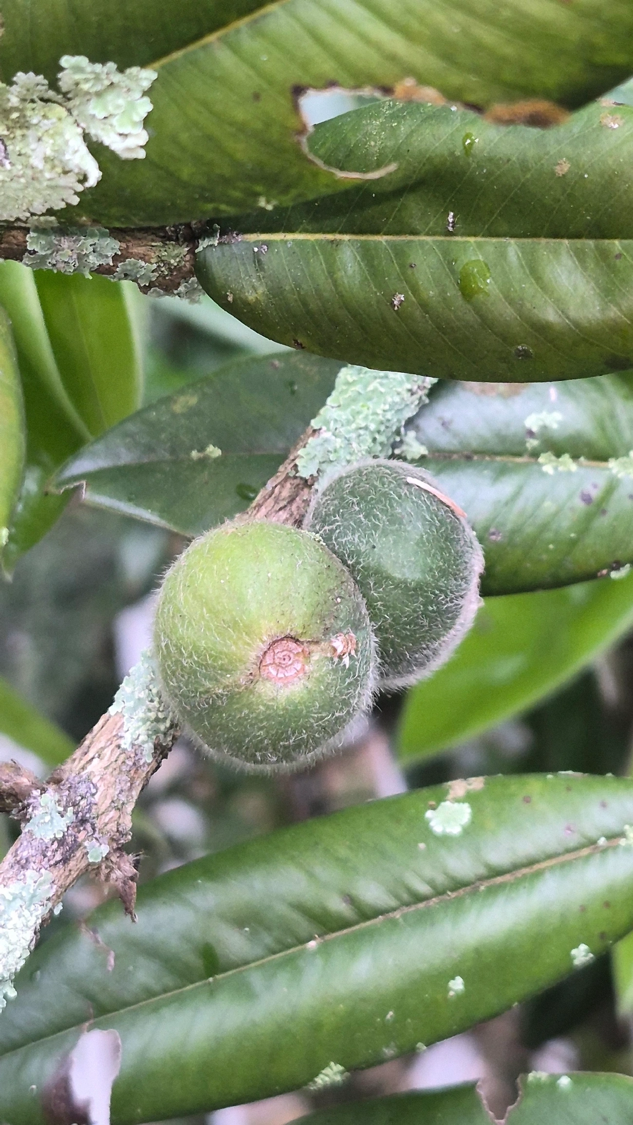Cabeludinha (Myrciaria glazioviana), plantas, fotografado em Caraguatatuba