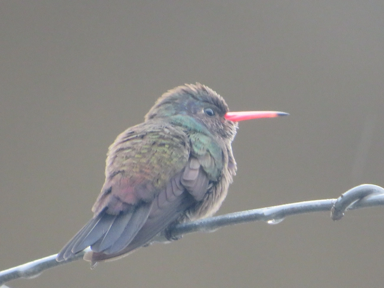 Beija-flor-roxo (Chlorestes cyanus), aves, fotografado em Maresias, São Sebastião