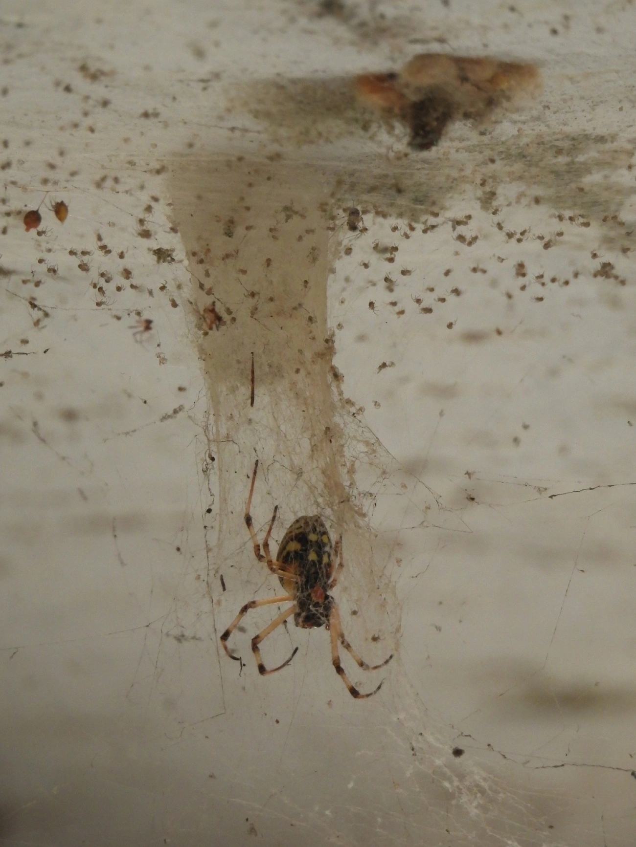 Maria-bola (Nephilingis cruentata), aracnídeos, fotografado em Queluz