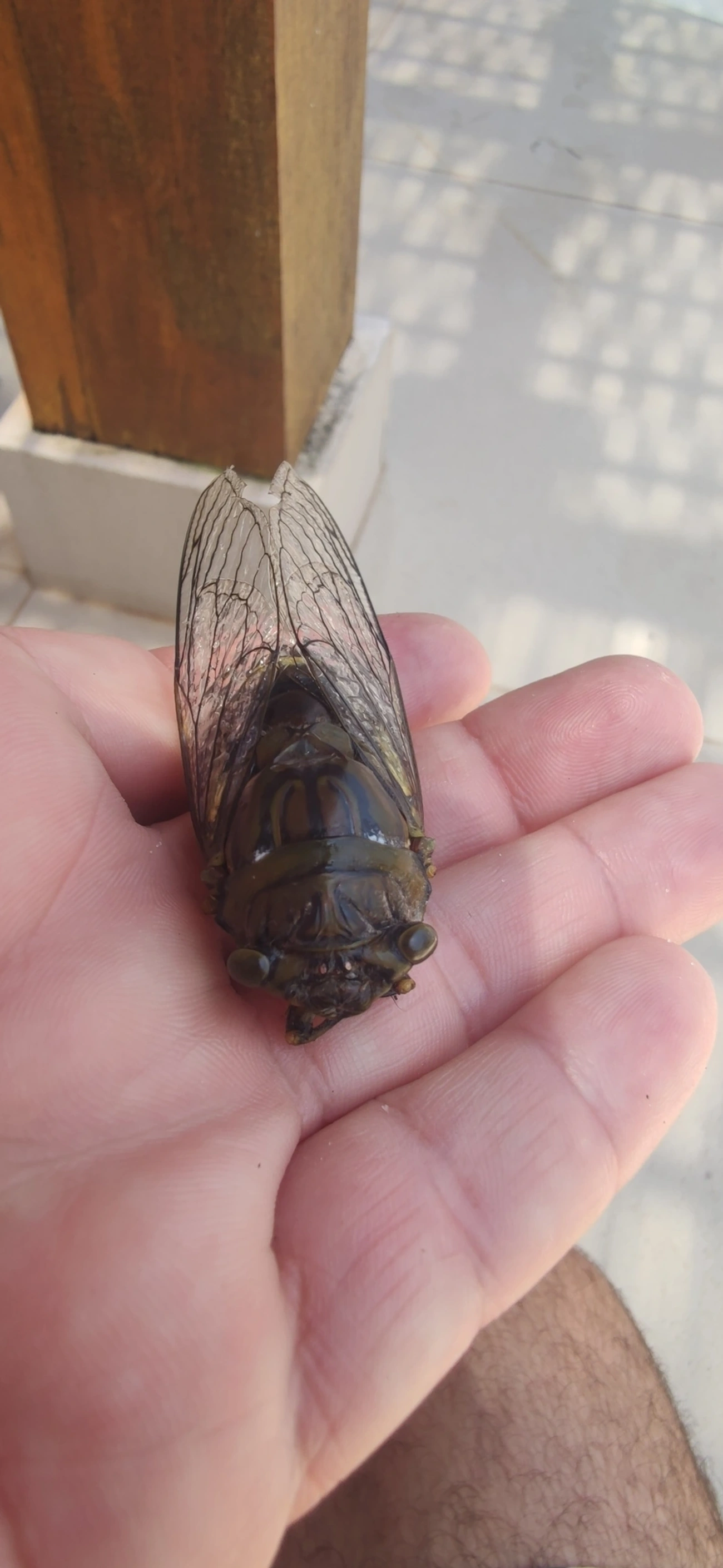 Cigarra-gigante (Quesada gigas), insetos, fotografado em Maresias, São Sebastião