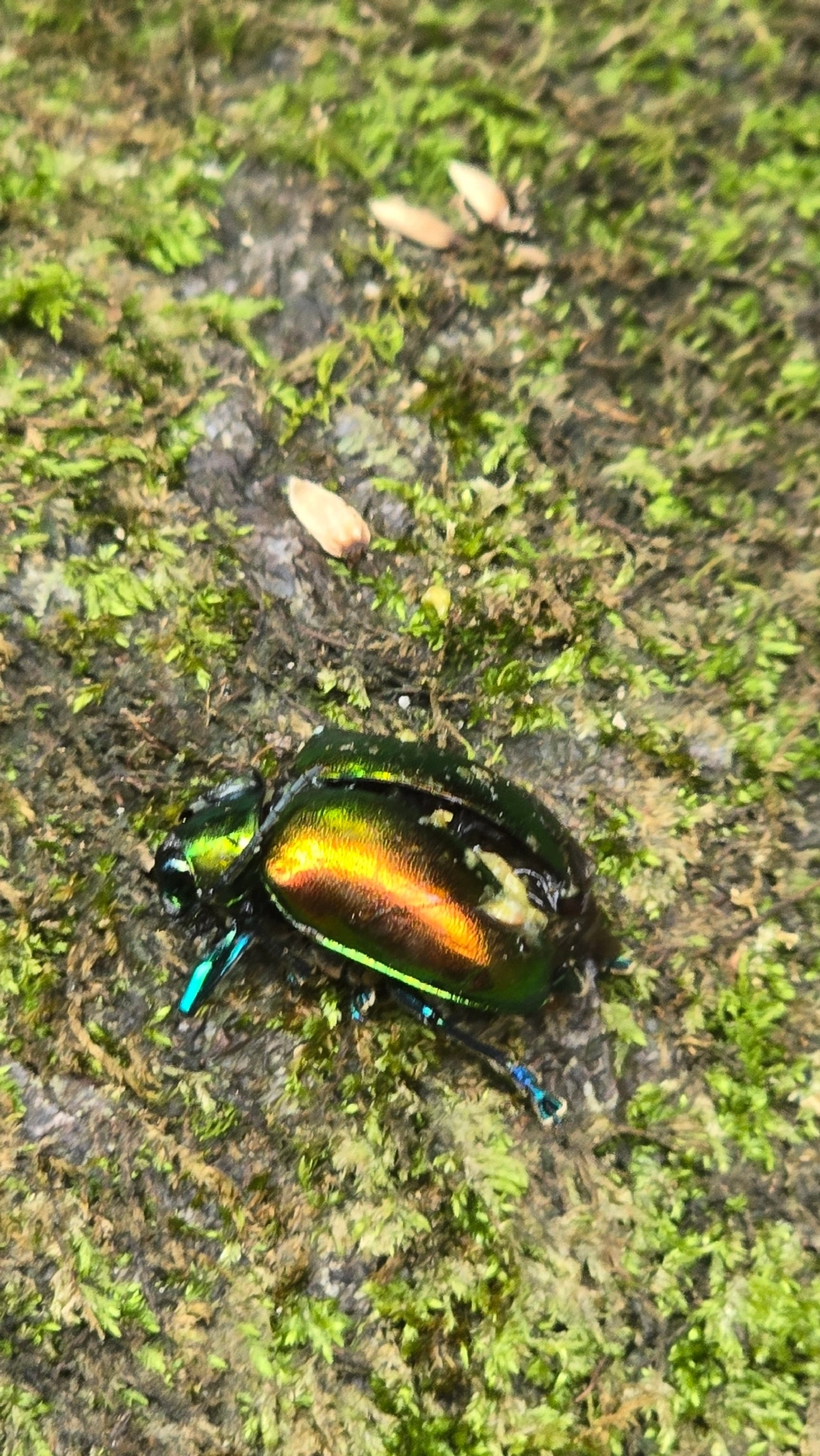 Crisomelídeos (Chrysomelidae), insetos, fotografado em Queluz