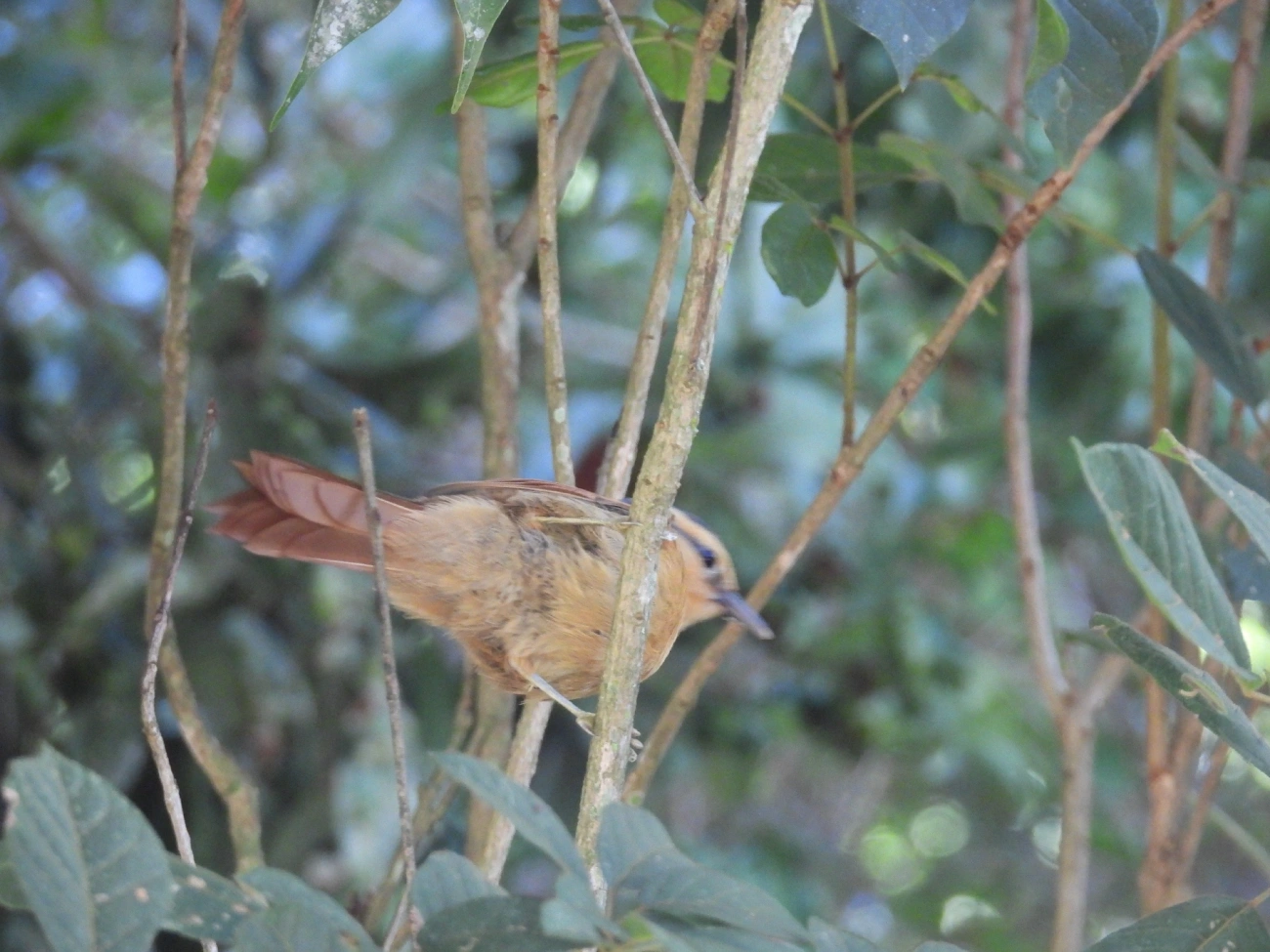 Limpa-folha-de-testa-baia (Dendroma rufa), aves, fotografado em Queluz
