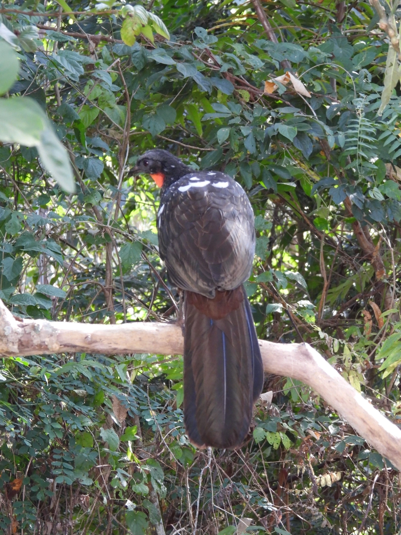 Jacuaçu (Penelope obscura), aves, fotografado em Eng. Passos, Resende