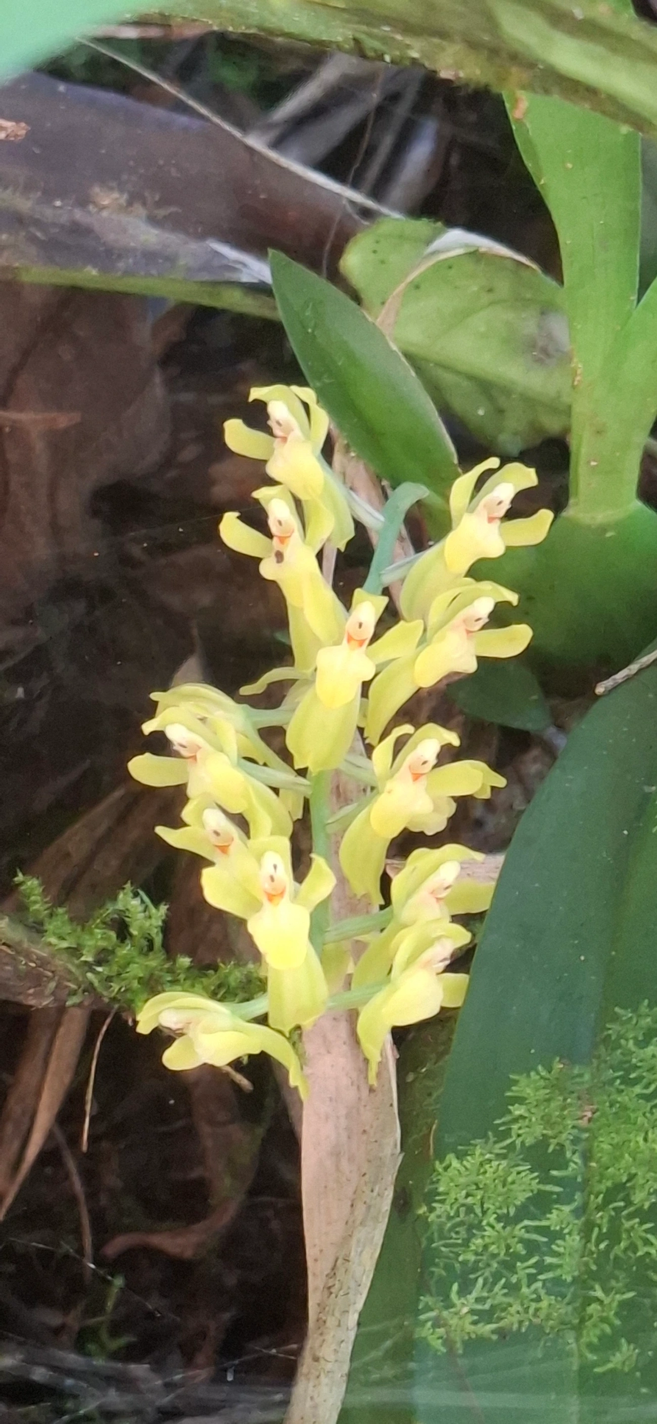 Gomesa, plantas, fotografado em Queluz