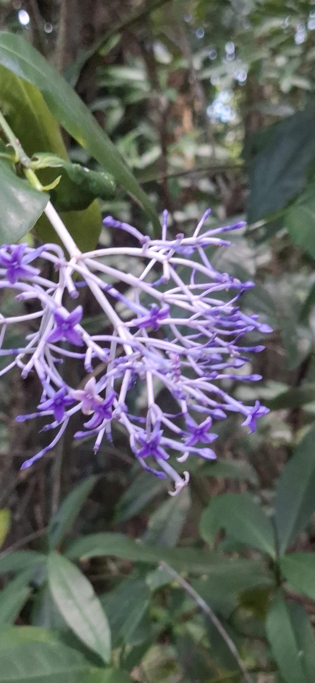 Faramea, plantas, fotografado em Enxovas, Ilhabela