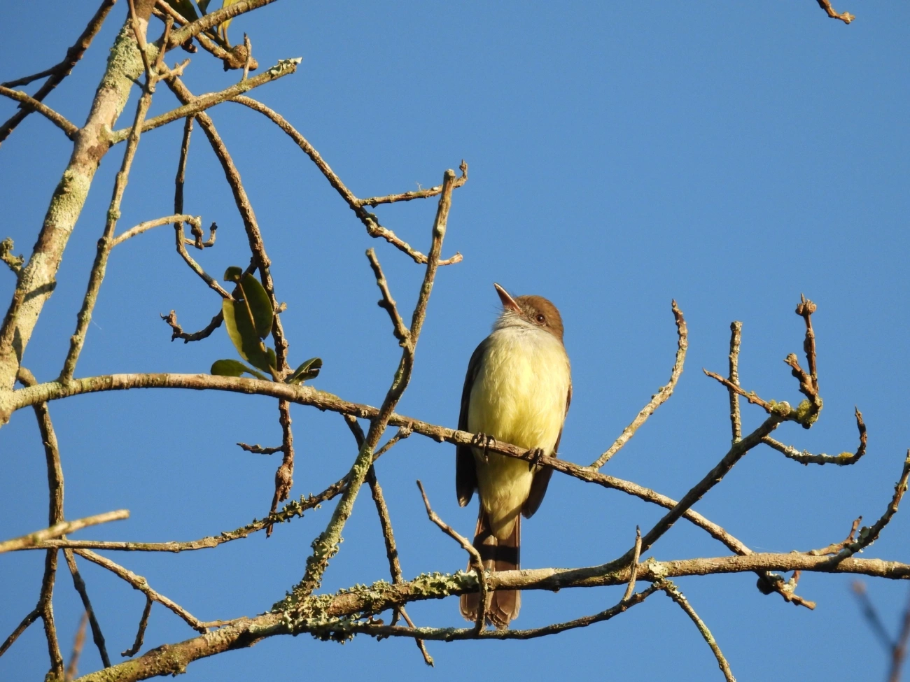 Marias-Cavaleiras e Afins (Myiarchus), aves, fotografado em Maresias, São Sebastião
