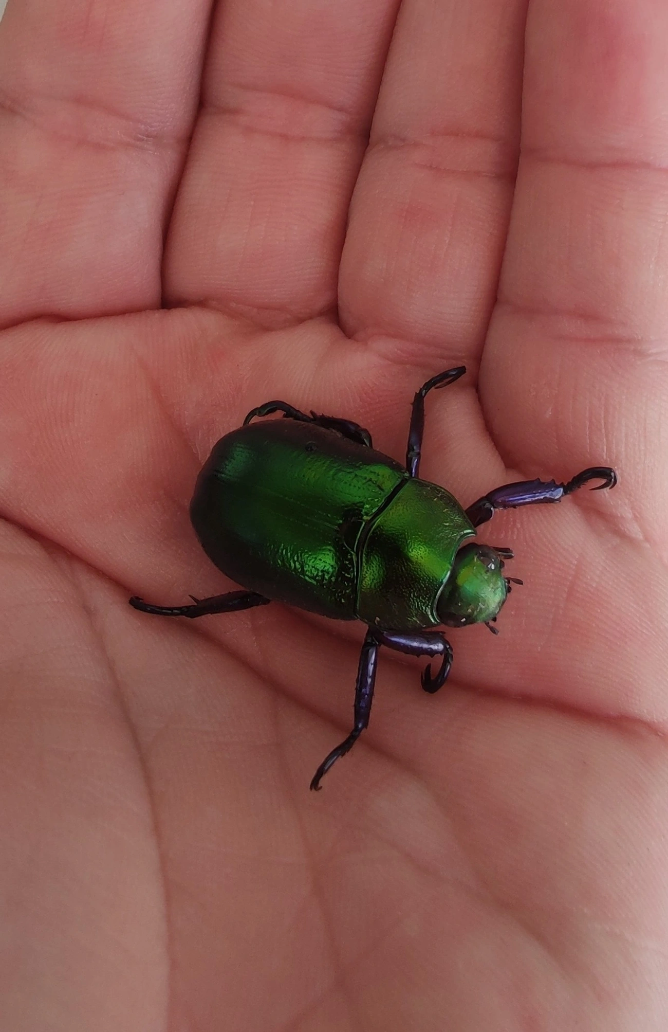 Pelidnota cyanipes, insetos, fotografado em Maresias, São Sebastião