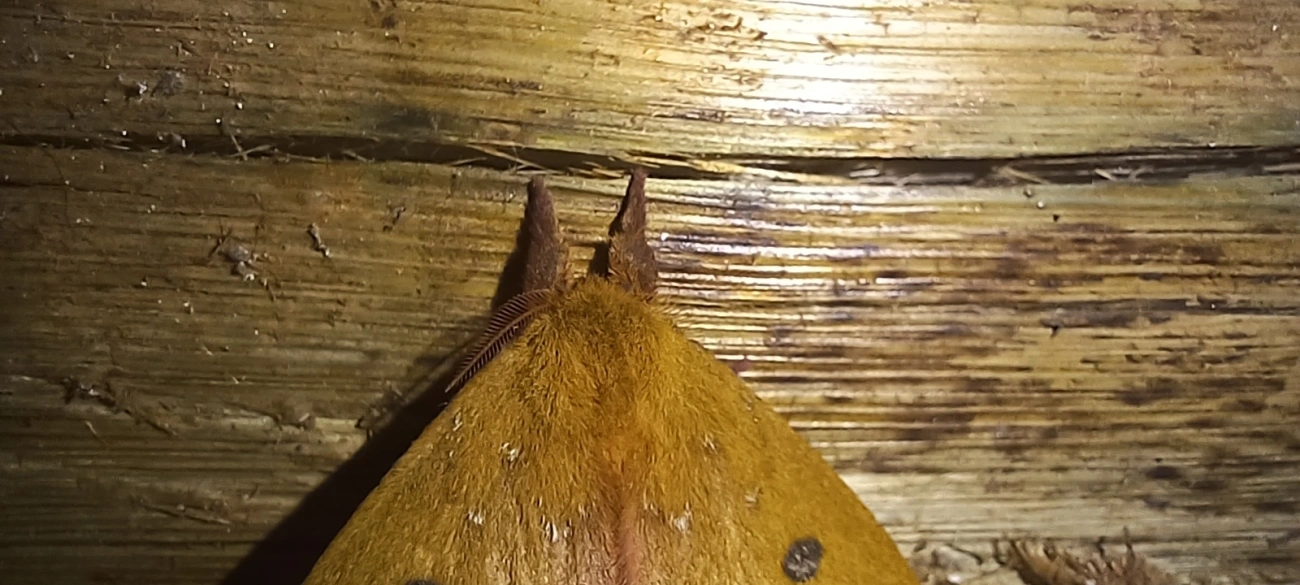 Catacantha, insetos, fotografado em Cunha
