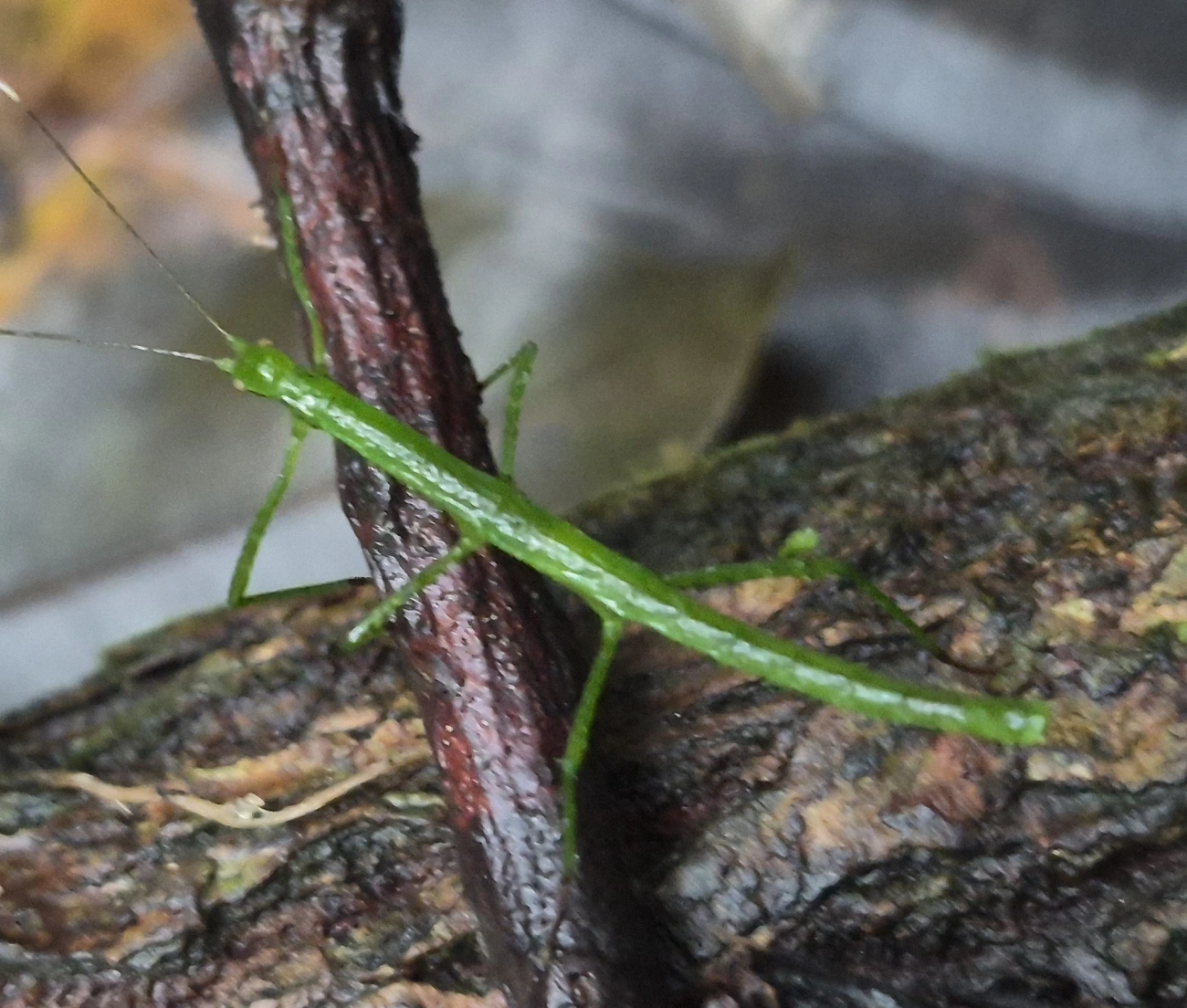 Pygirhynchini, insetos, fotografado em Maresias, São Sebastião