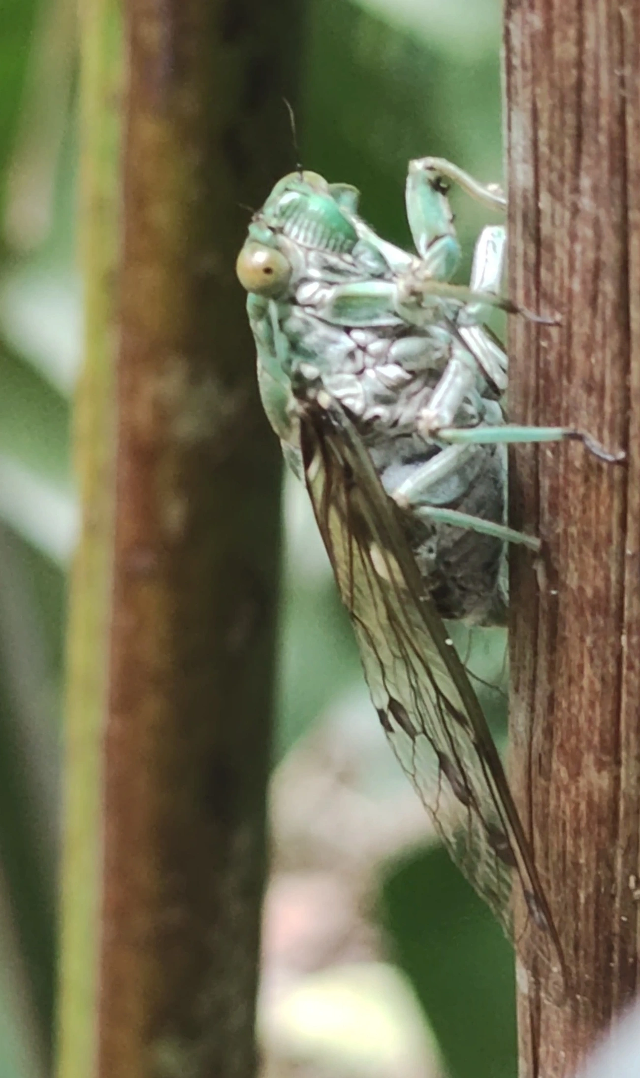 Cigarra-verde (Zammara tympanum), insetos, fotografado em Maresias, São Sebastião