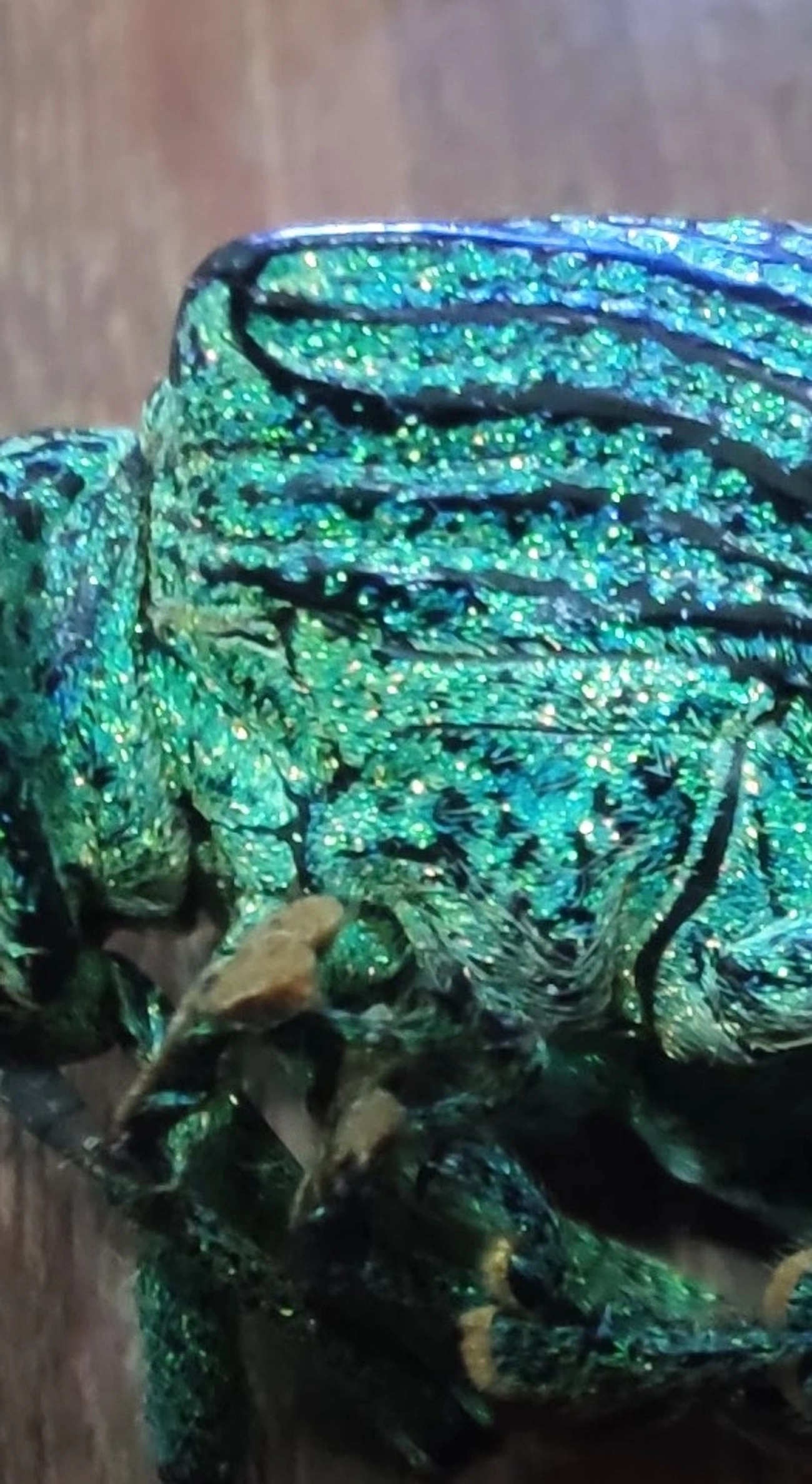 Gorgulho-diamante (Entimus imperialis), insetos, fotografado em Maresias, São Sebastião