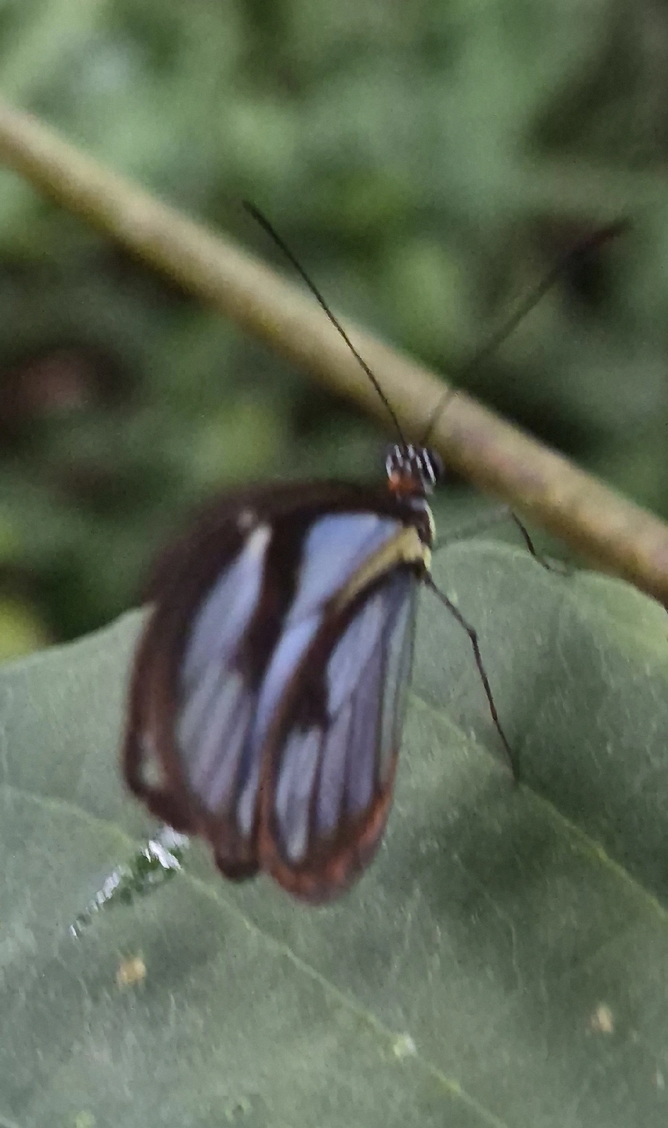 Ithomia, insetos, fotografado em Maresias, São Sebastião
