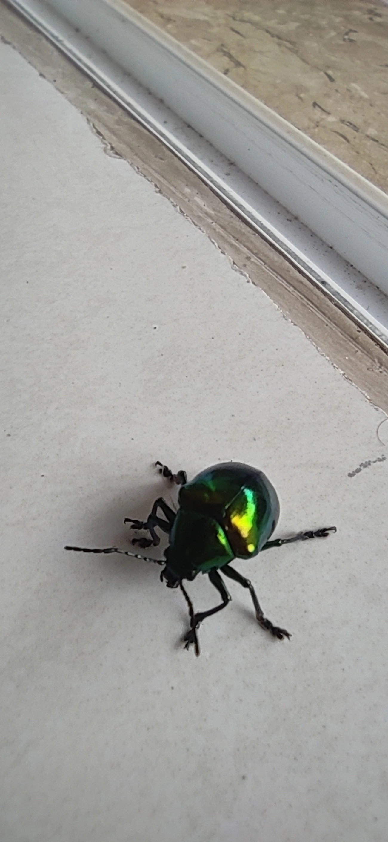 Eumolpus, insetos, fotografado em Maresias, São Sebastião