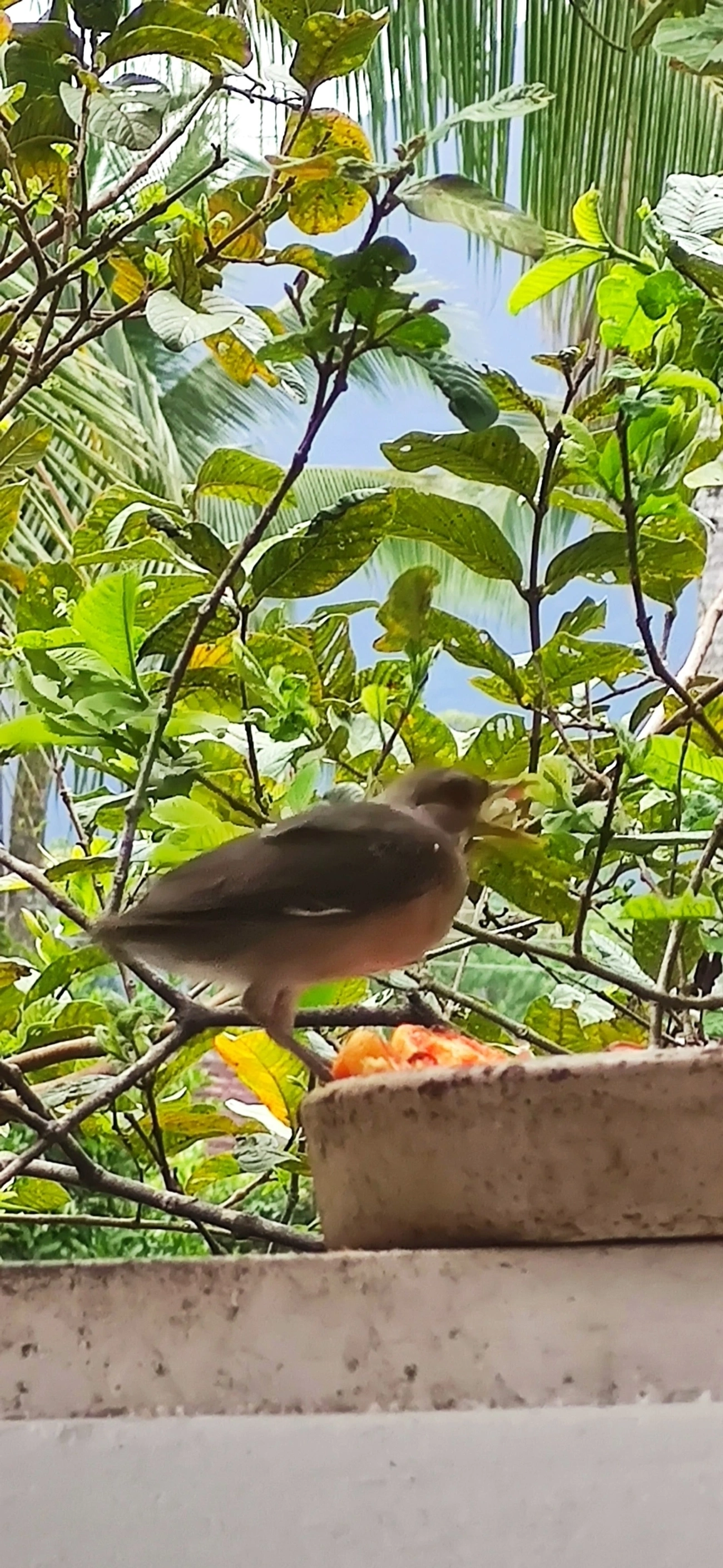 Sabiá-barranco (Turdus leucomelas), aves, fotografado em Maresias, São Sebastião