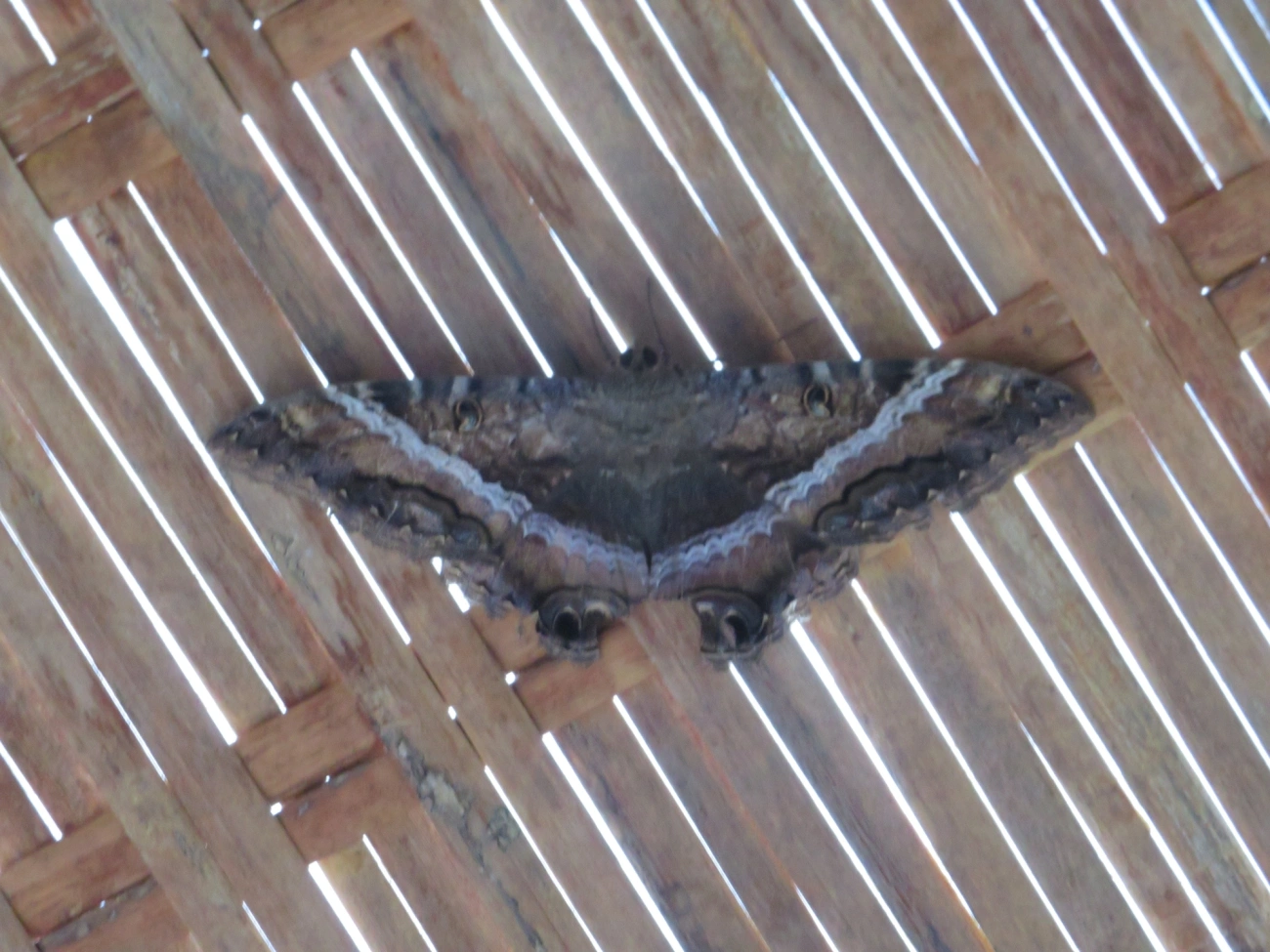 Bruxa-negra (Ascalapha odorata), insetos, fotografado em Maresias, São Sebastião