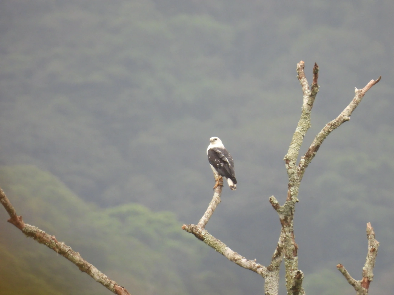 Gavião-pombo-pequeno (Buteogallus lacernulatus), aves, fotografado em Maresias, São Sebastião